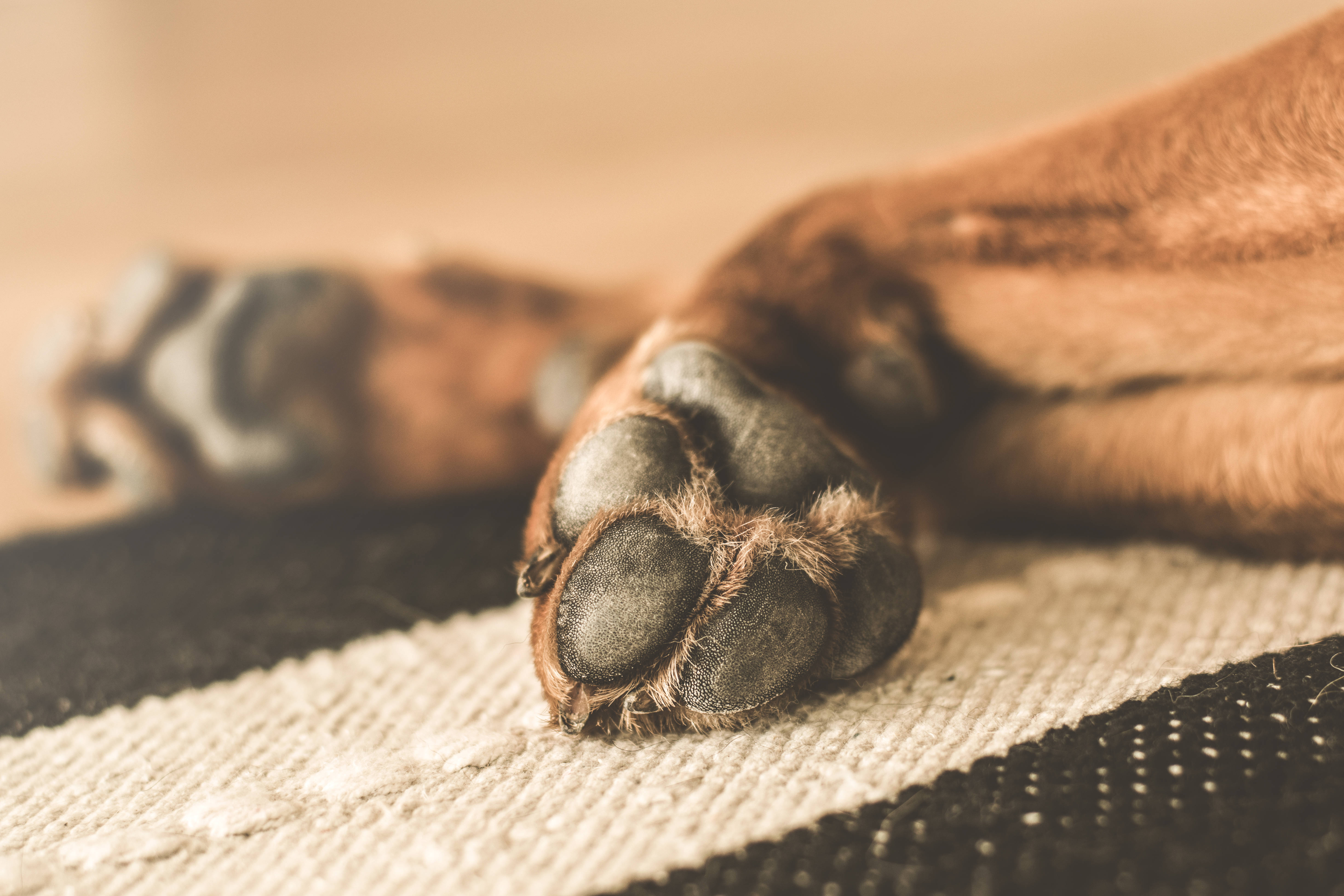 brown dog, paws, striped rug, 5K Desktop Wallpaper