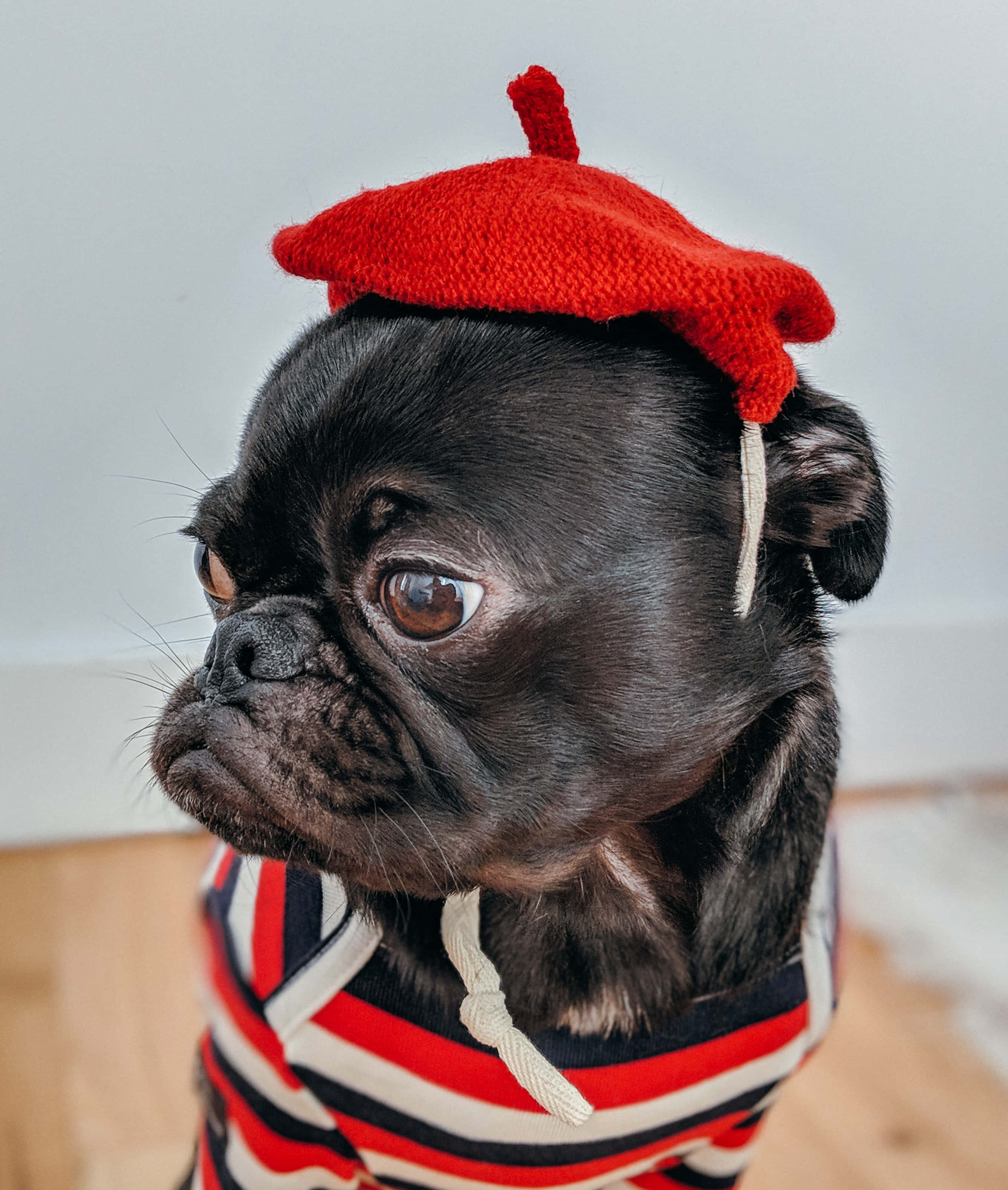 black pug dog, red knit beret, red white blue striped sweater, 2K Phone Wallpaper