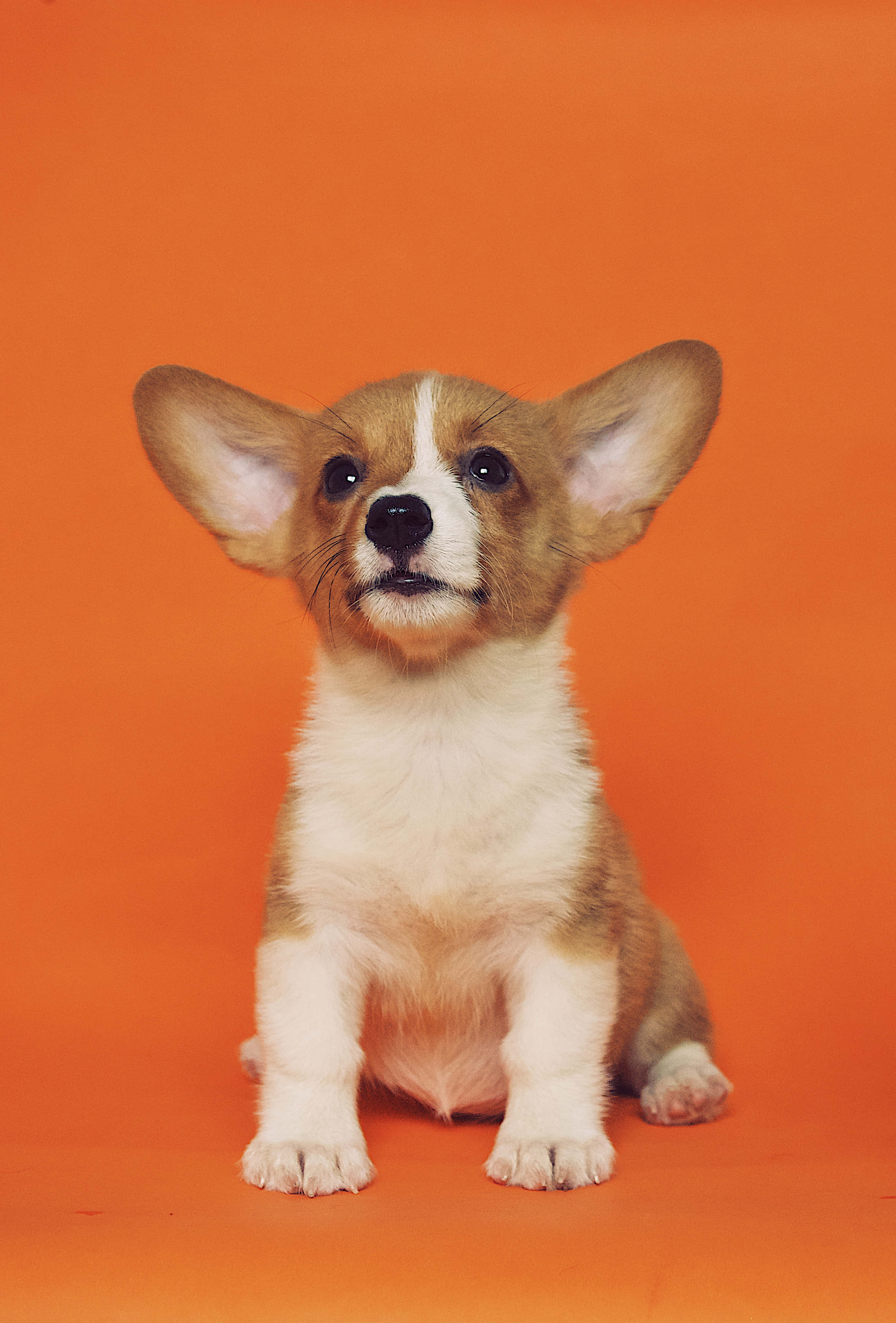 corgi, fluffy corgi puppy, big ears, 4K Phone Wallpaper