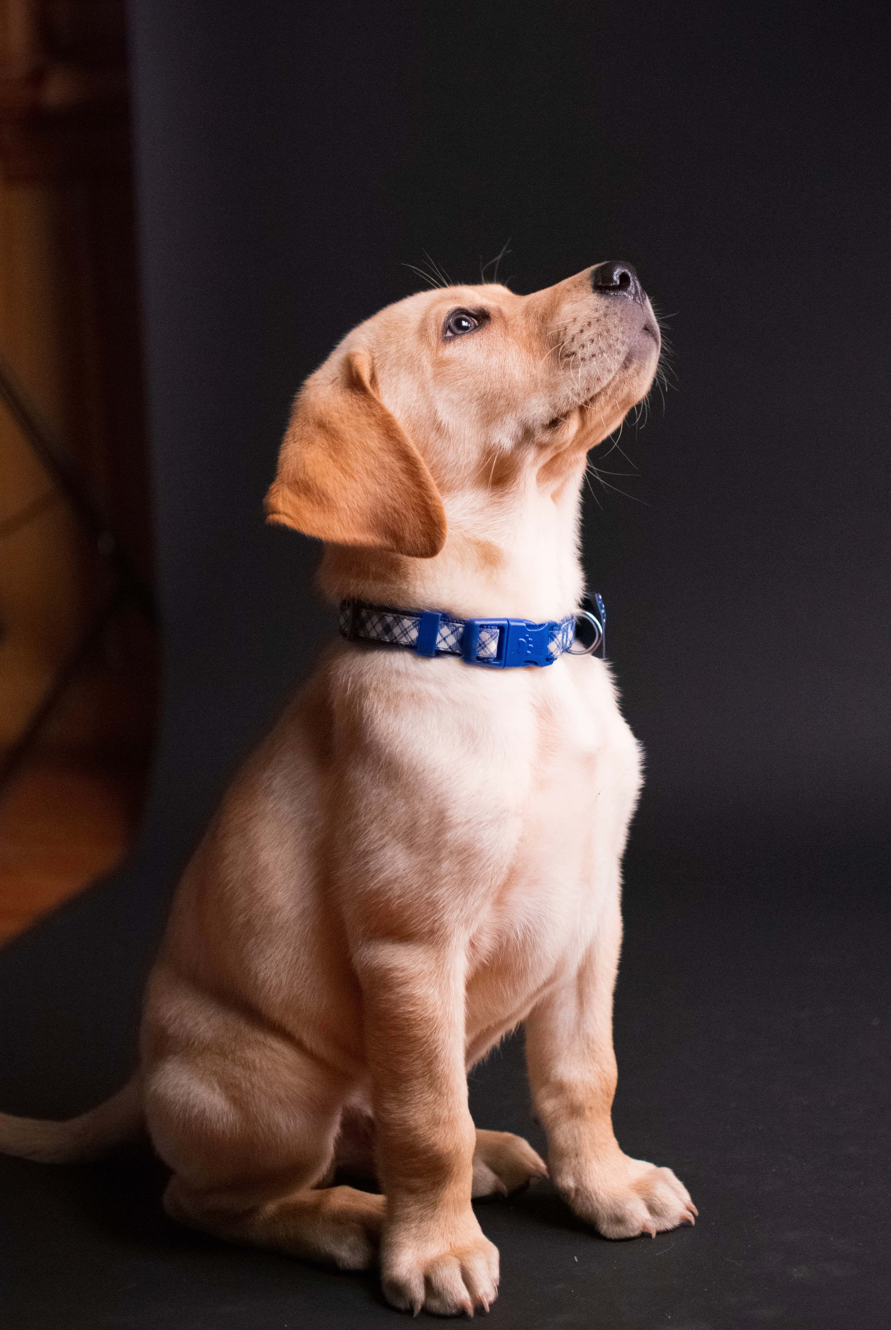 golden retriever puppy, blue patterned collar, dark studio backdrop, 5K Phone Wallpaper