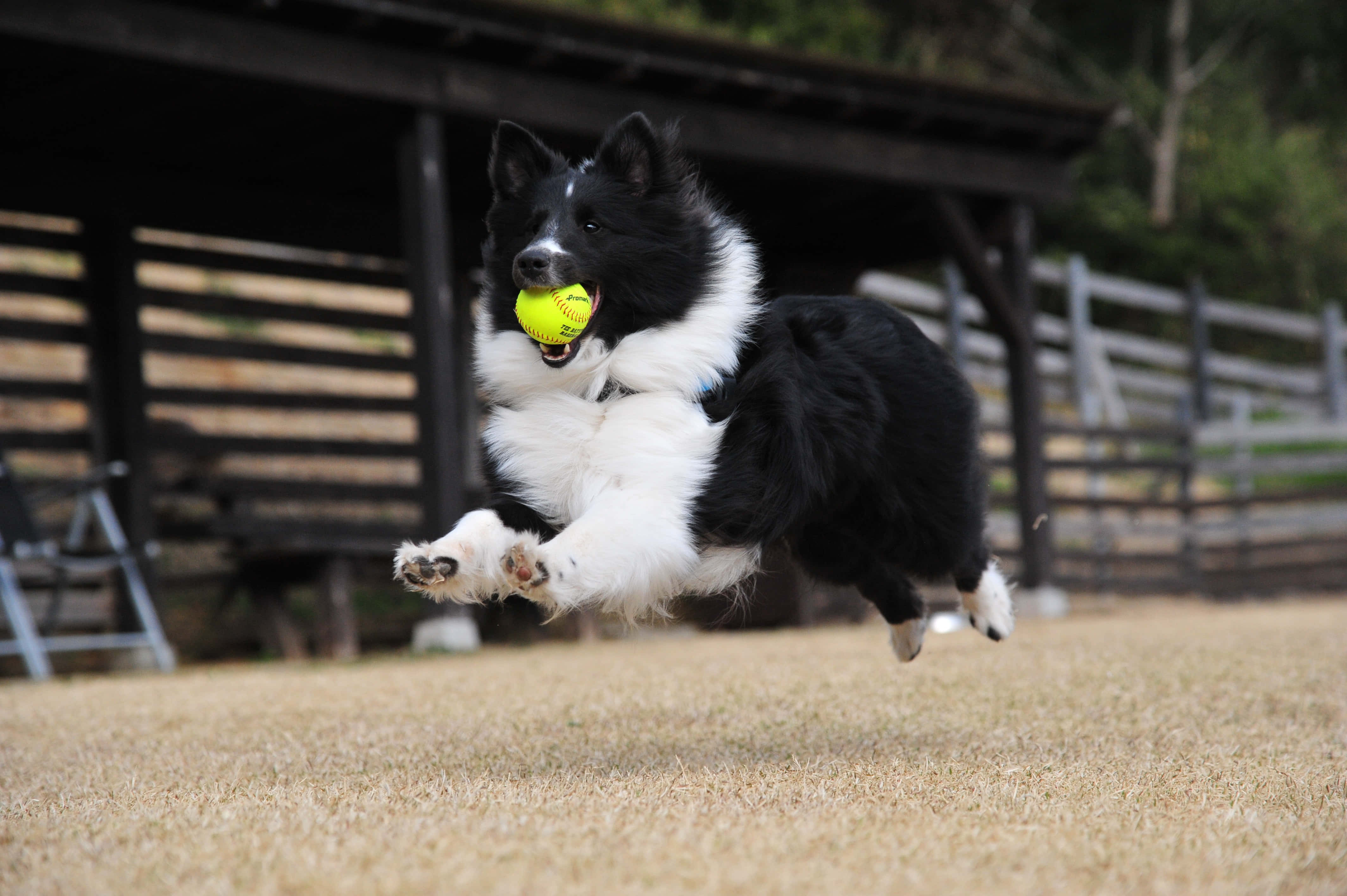 black and white border collie, bright yellow tennis ball, dry grass, 4K Desktop Wallpaper