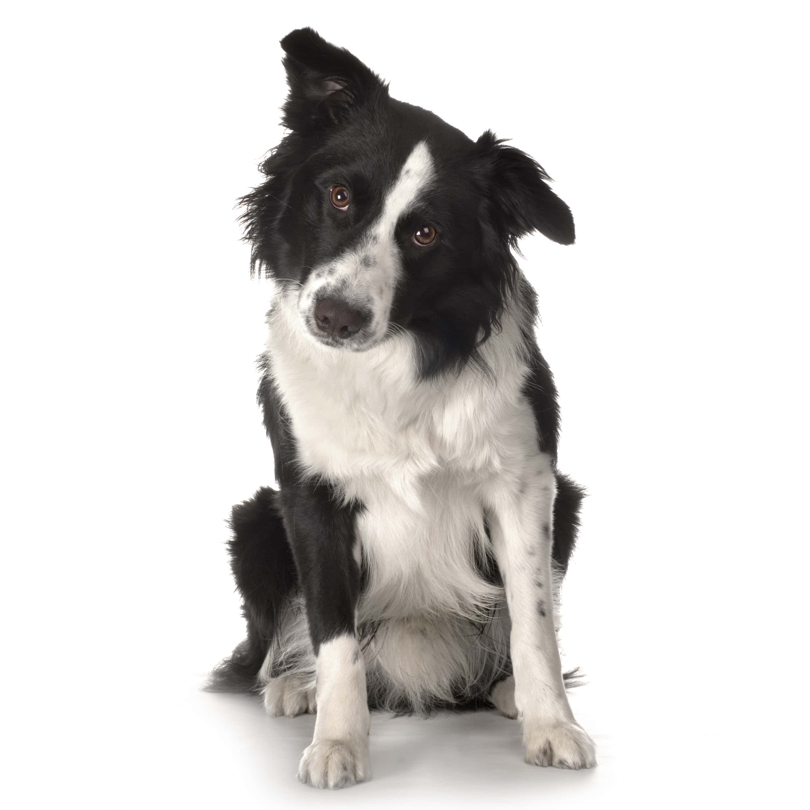 black and white border collie, pure white background, soft fur, 2K Desktop Wallpaper