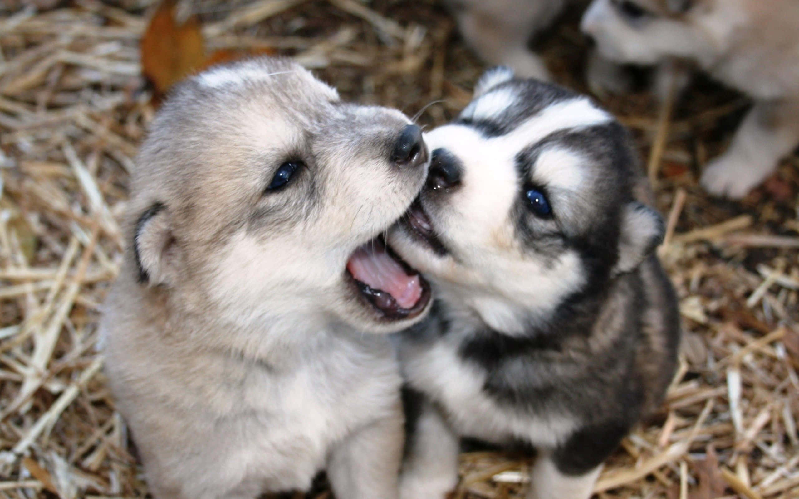 puppy, husky, blue eyes, 2K Desktop Wallpaper