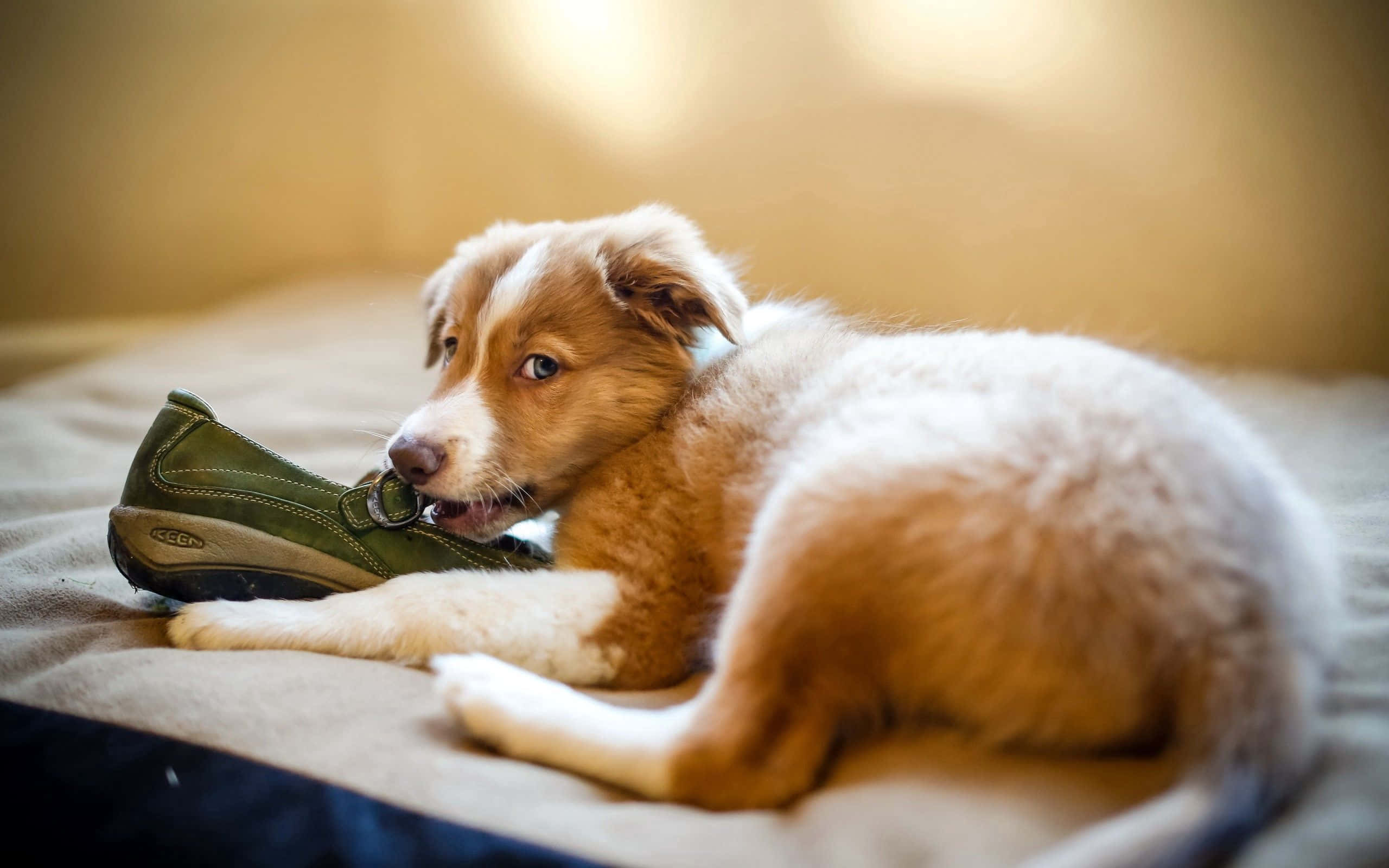 puppy, red and white puppy, green shoe, 2K Desktop Wallpaper