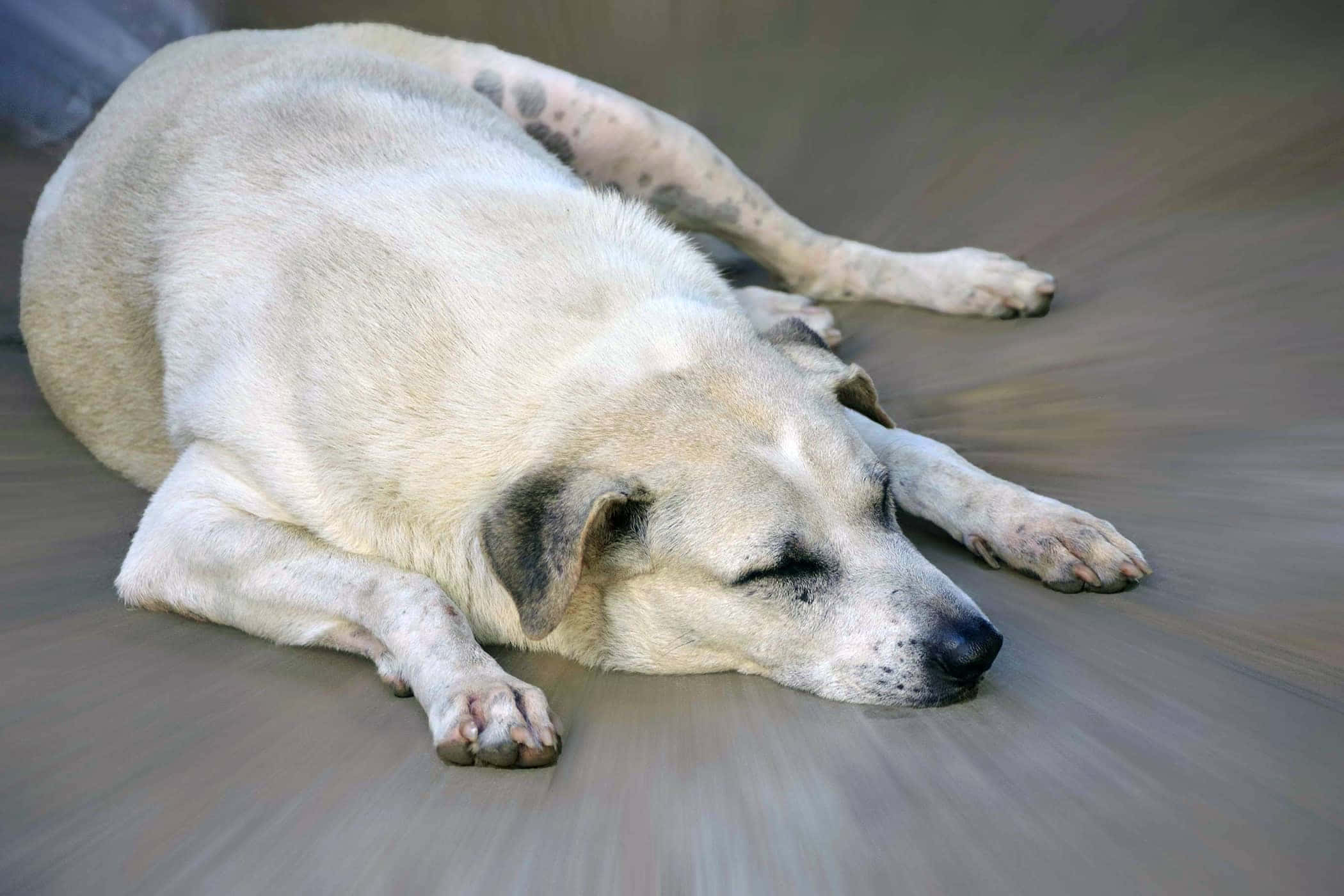 plump pooch, light-colored dog, blurred wooden floor, Full HD Desktop Wallpaper