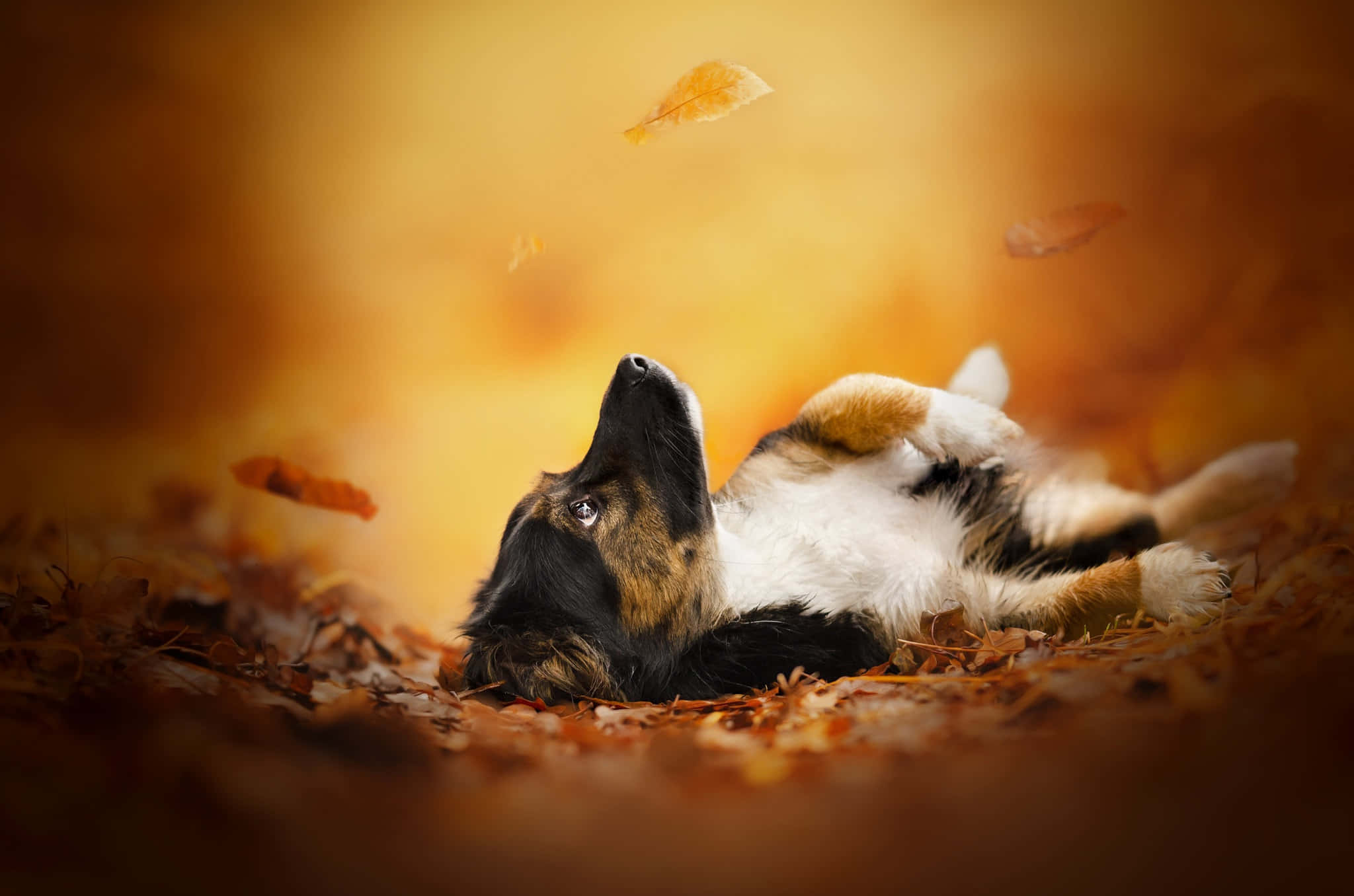 autumn leaves, black brown and white dog, warm golden background, Full HD Desktop Wallpaper