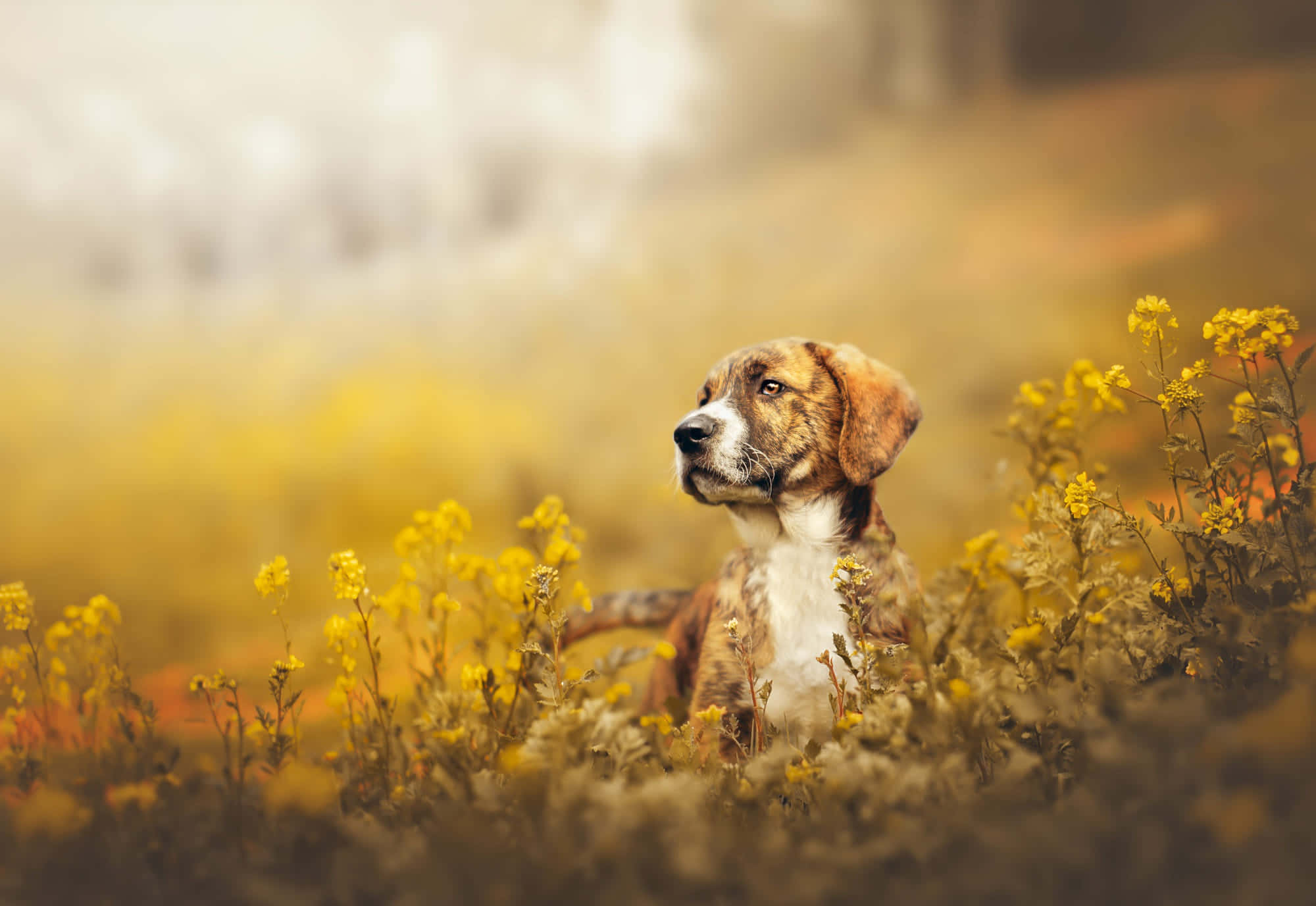 autumn, brindle and white dog, vibrant yellow wildflowers, Full HD Desktop Wallpaper