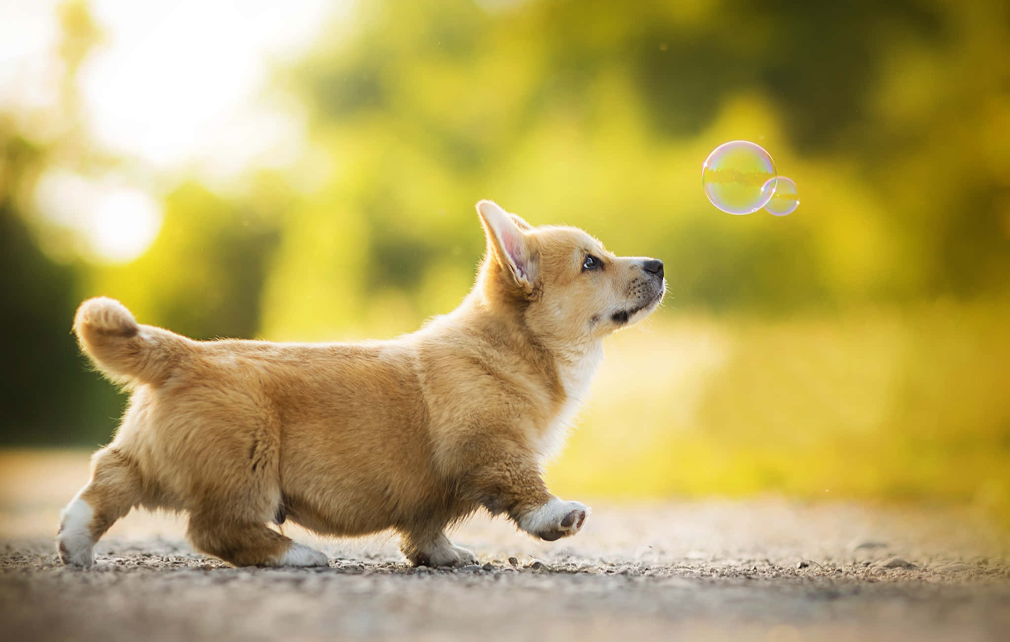 corgi puppy, soap bubble, sunlit garden, Full HD Desktop Wallpaper