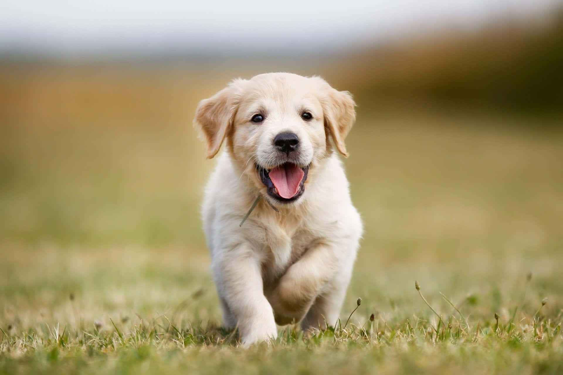golden retriever puppy, grassy field, running toward the camera, Full HD Desktop Wallpaper