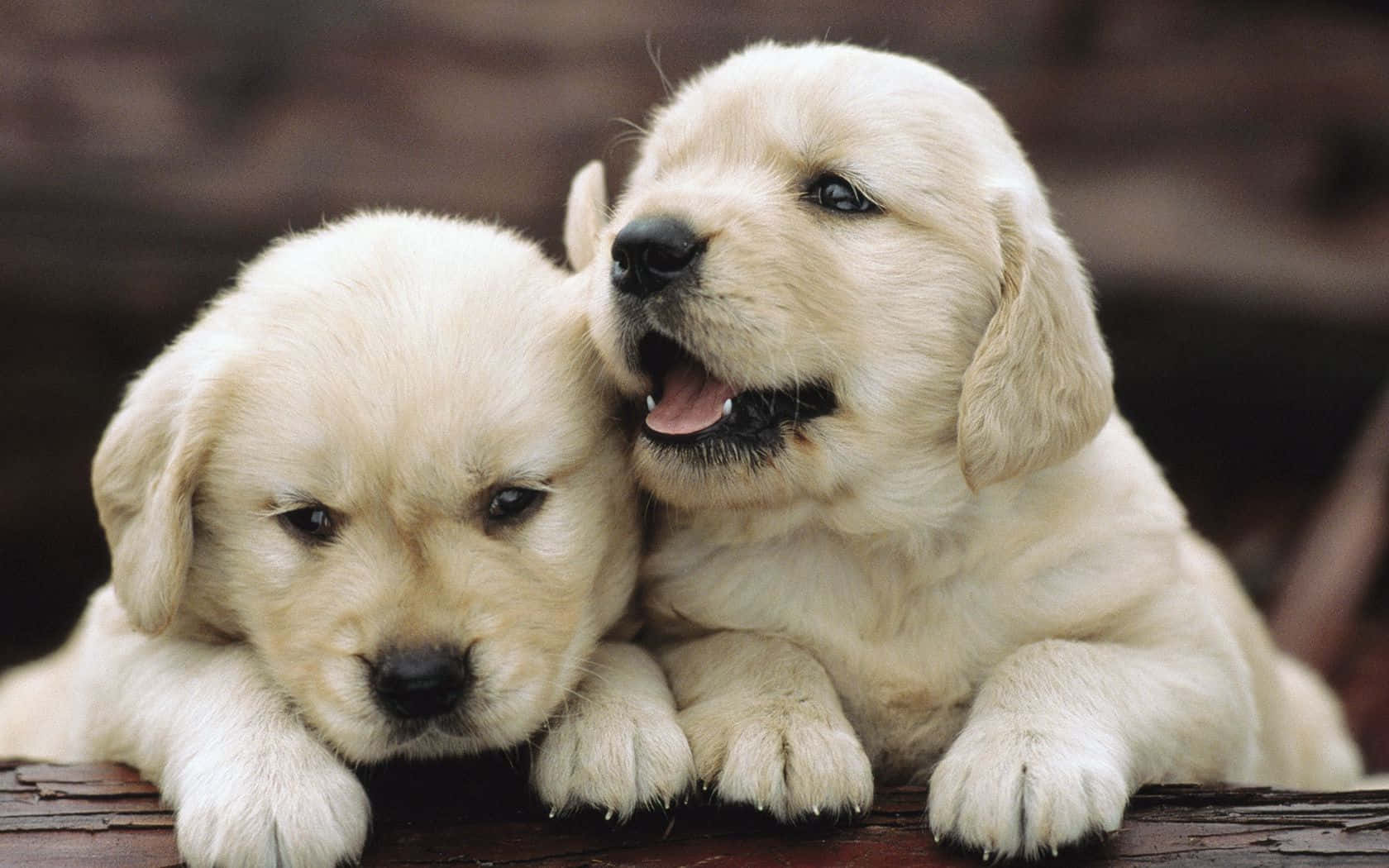 golden retriever, fluffy, wooden surface, HD Desktop Wallpaper