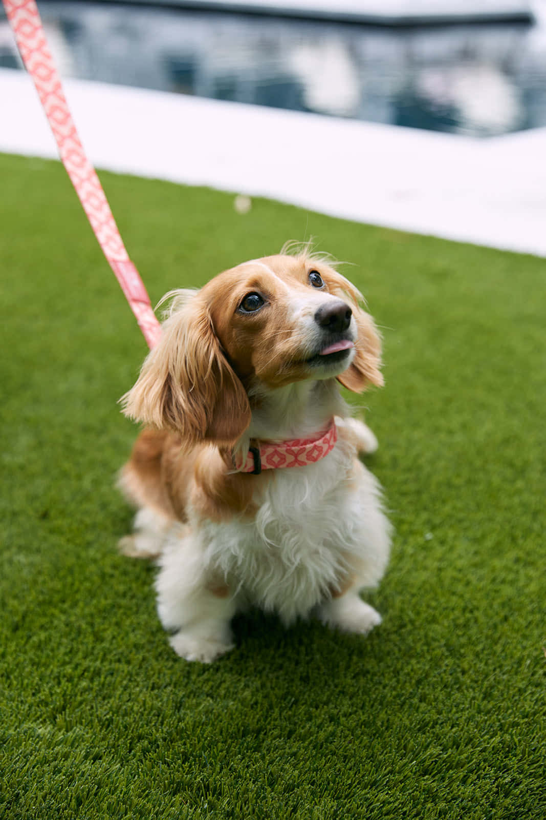 fluffy brown and white puppy, long ears, vibrant green grass, HD Phone Wallpaper