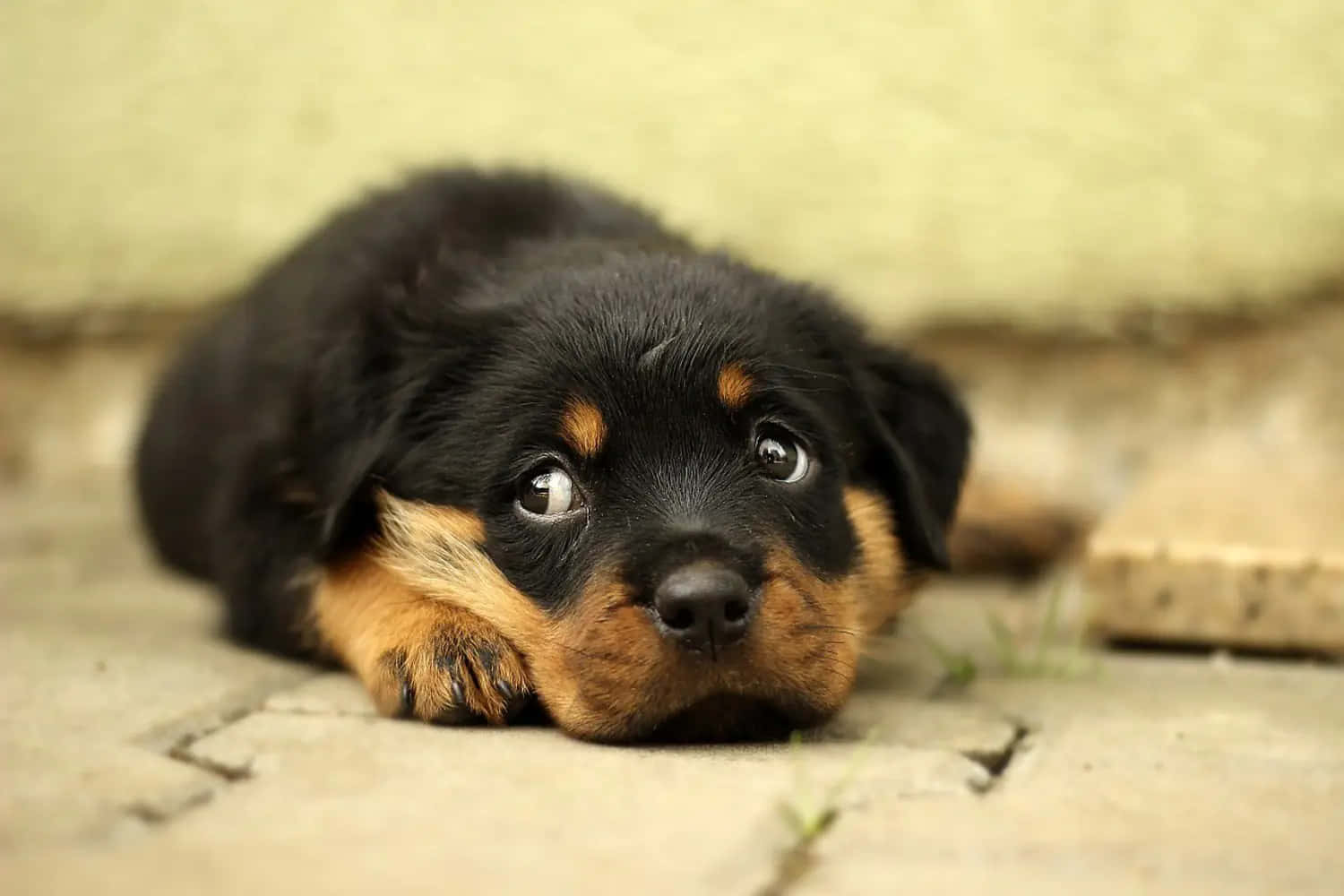 black and tan Rottweiler puppy, stone pavement, big soulful eyes, HD Desktop Wallpaper