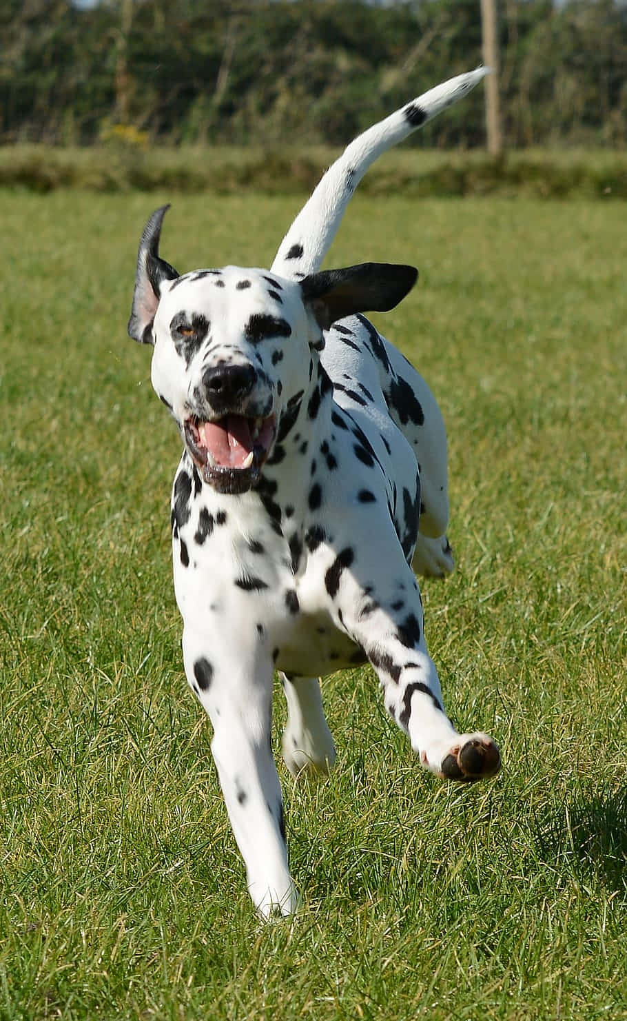 joyful dalmatian, sunlit green field, tongue out, HD Phone Wallpaper