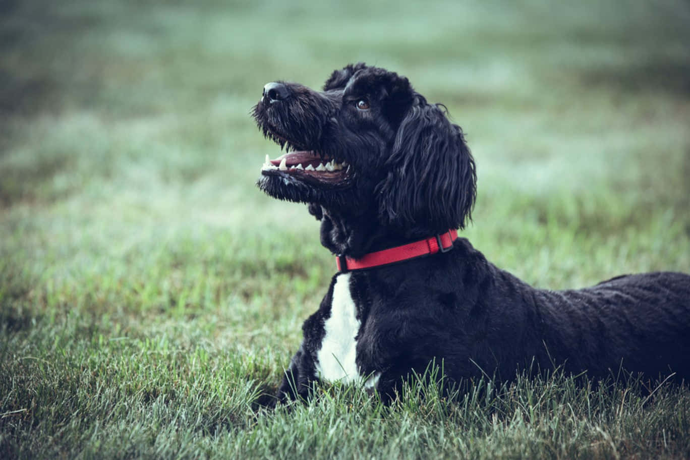 black dog, white chest, red collar, HD Desktop Wallpaper