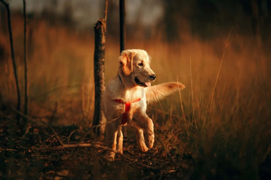 golden retriever puppy, red harness, tall golden grass, SD Desktop Wallpaper