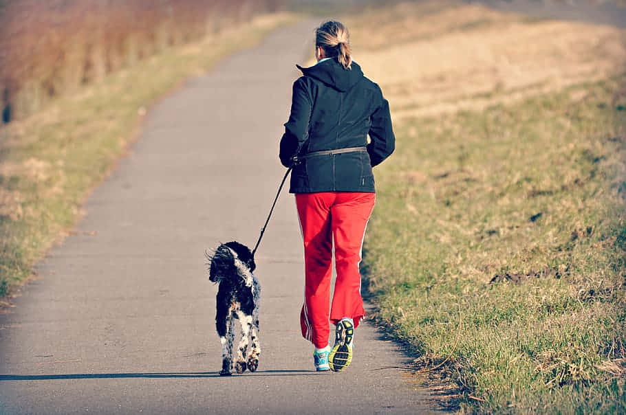 red pants, black and white dog, paved path, SD Desktop Wallpaper