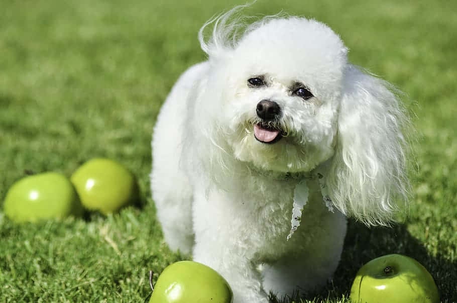 Bichon Frise, fluffy white, vibrant green grass, SD Desktop Wallpaper