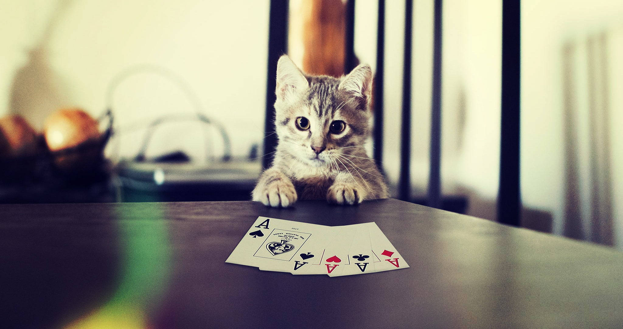 tabby kitten, four aces, dark table, Full HD Desktop Wallpaper
