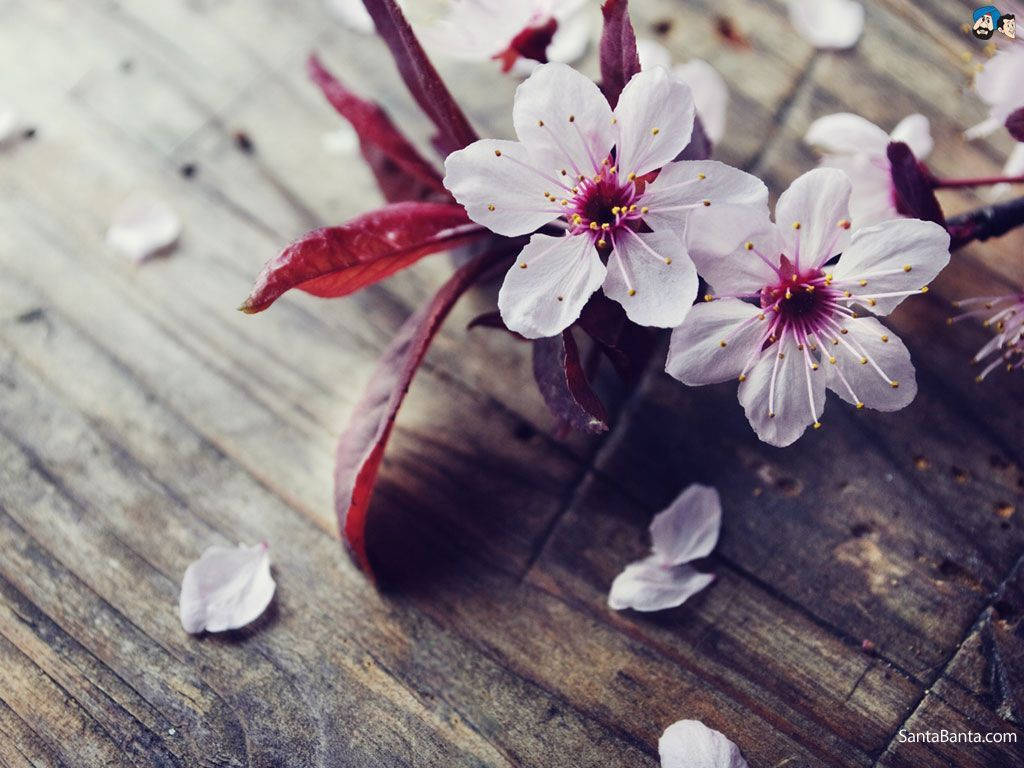 Scattered Cherry Blossom, pink cherry blossoms, deep red stems, SD Desktop Wallpaper