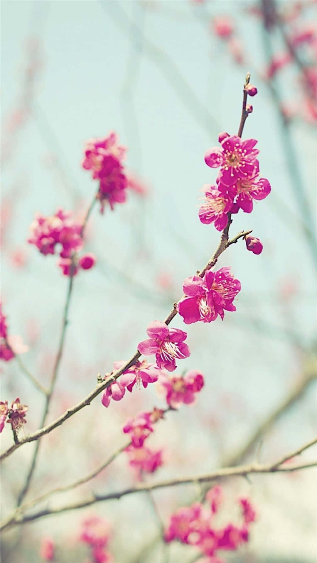 cherry blossom branch, springtime, vibrant pink, Full HD Phone Wallpaper