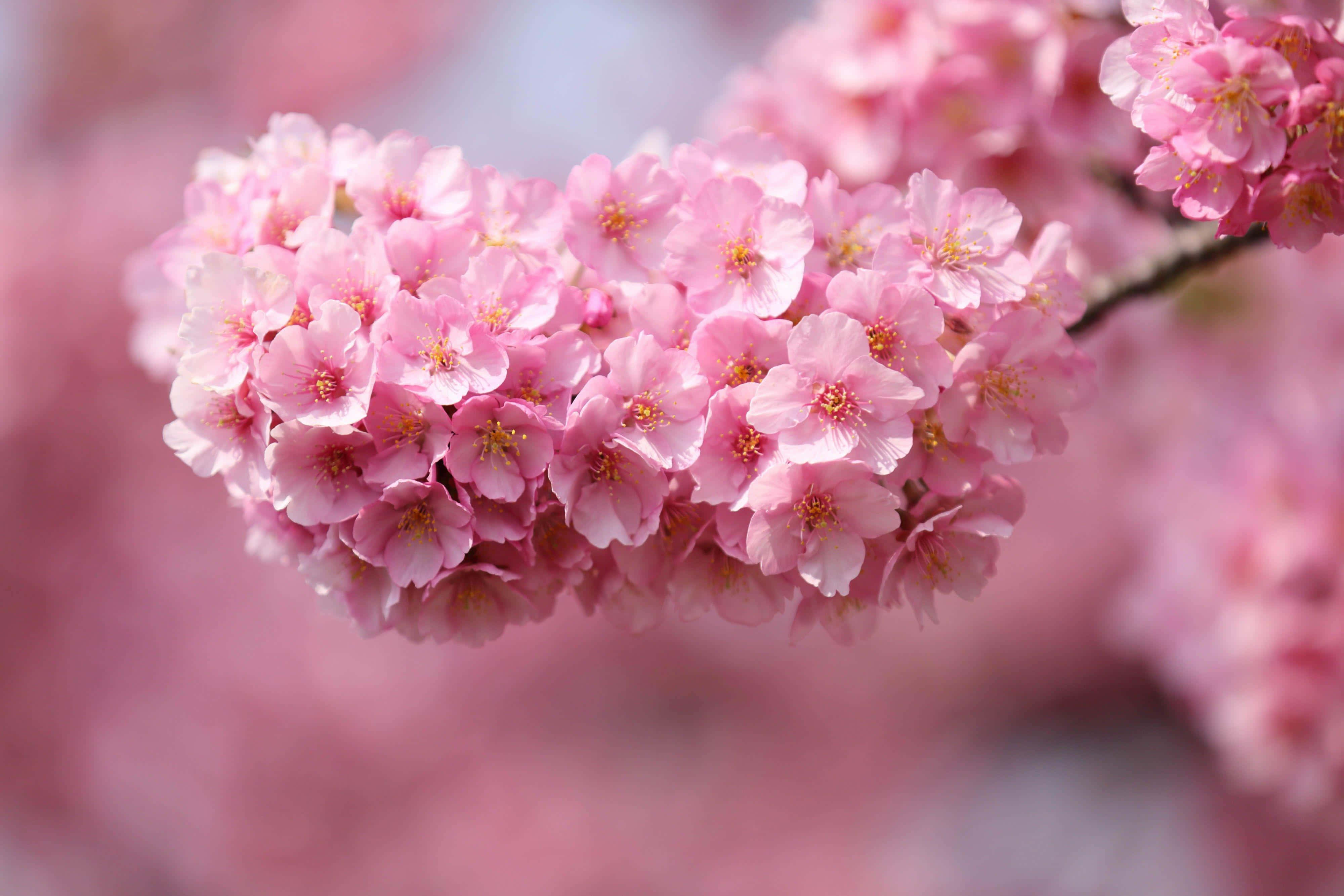 vibrant cherry blossoms branch, delicate pink cherry blossoms, full bloom, 4K Desktop Wallpaper