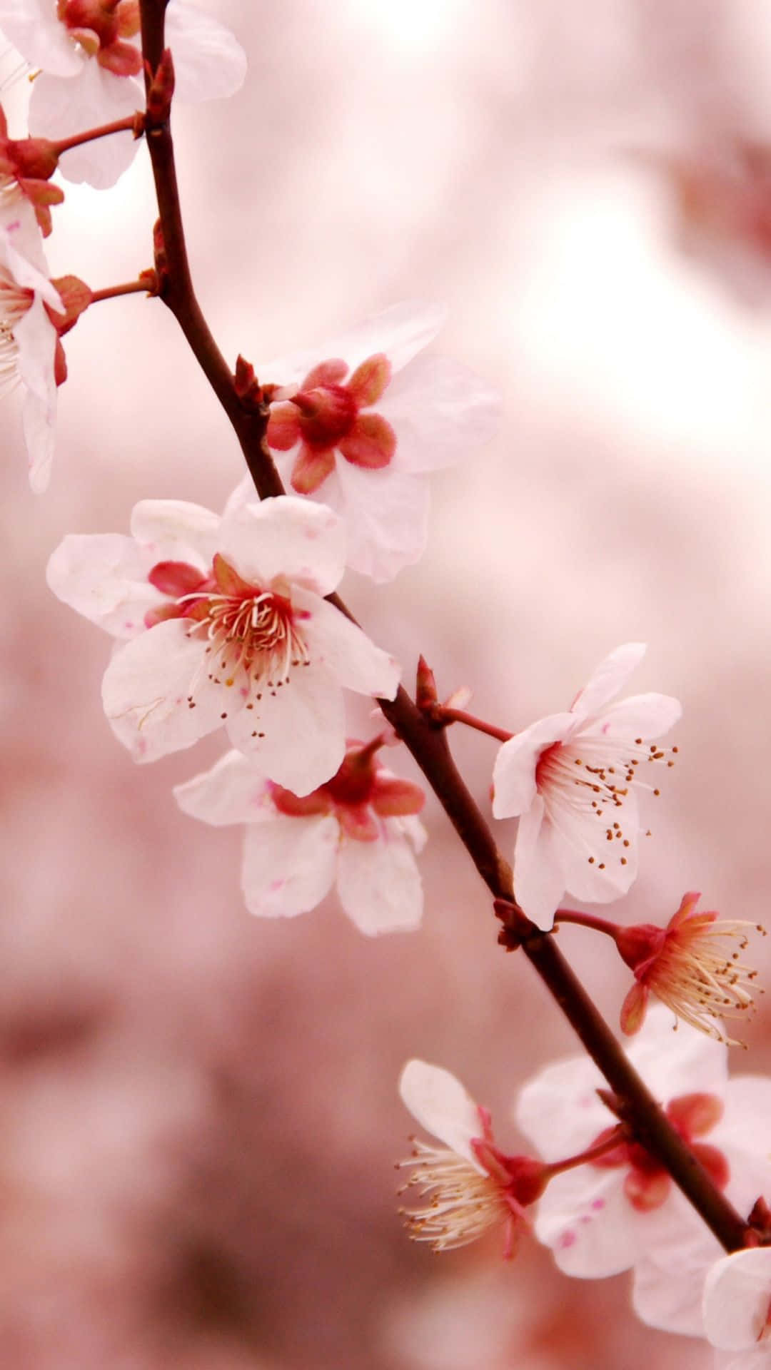cherry blossom, pink cherry blossoms, pastel pink background, Full HD Phone Wallpaper
