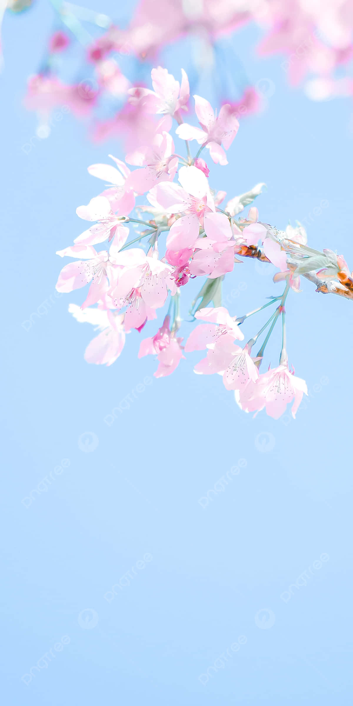 cherry blossoms, pink, light blue sky, Full HD Phone Wallpaper