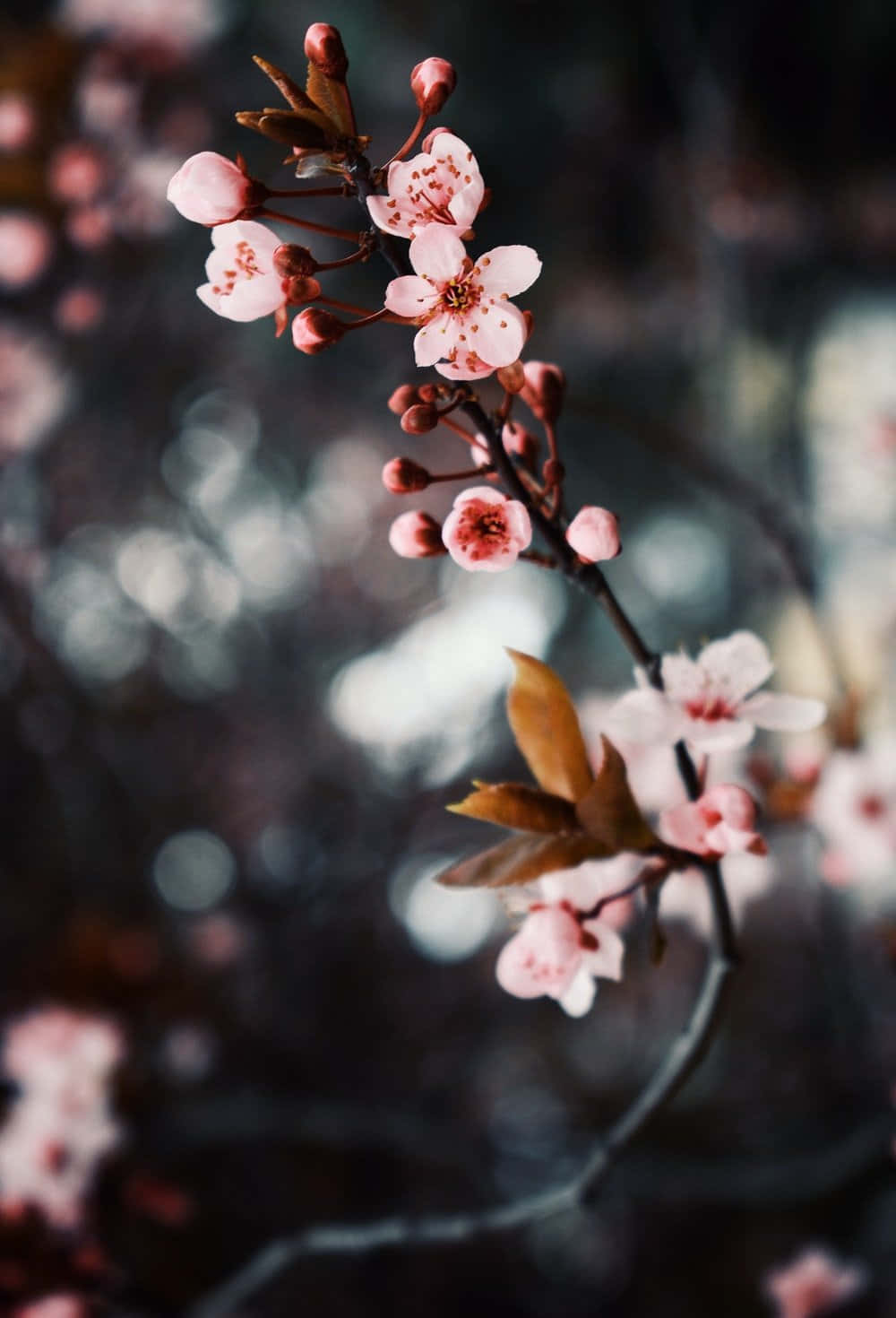 dark cherry blossom, pink cherry blossoms, branch, HD Phone Wallpaper