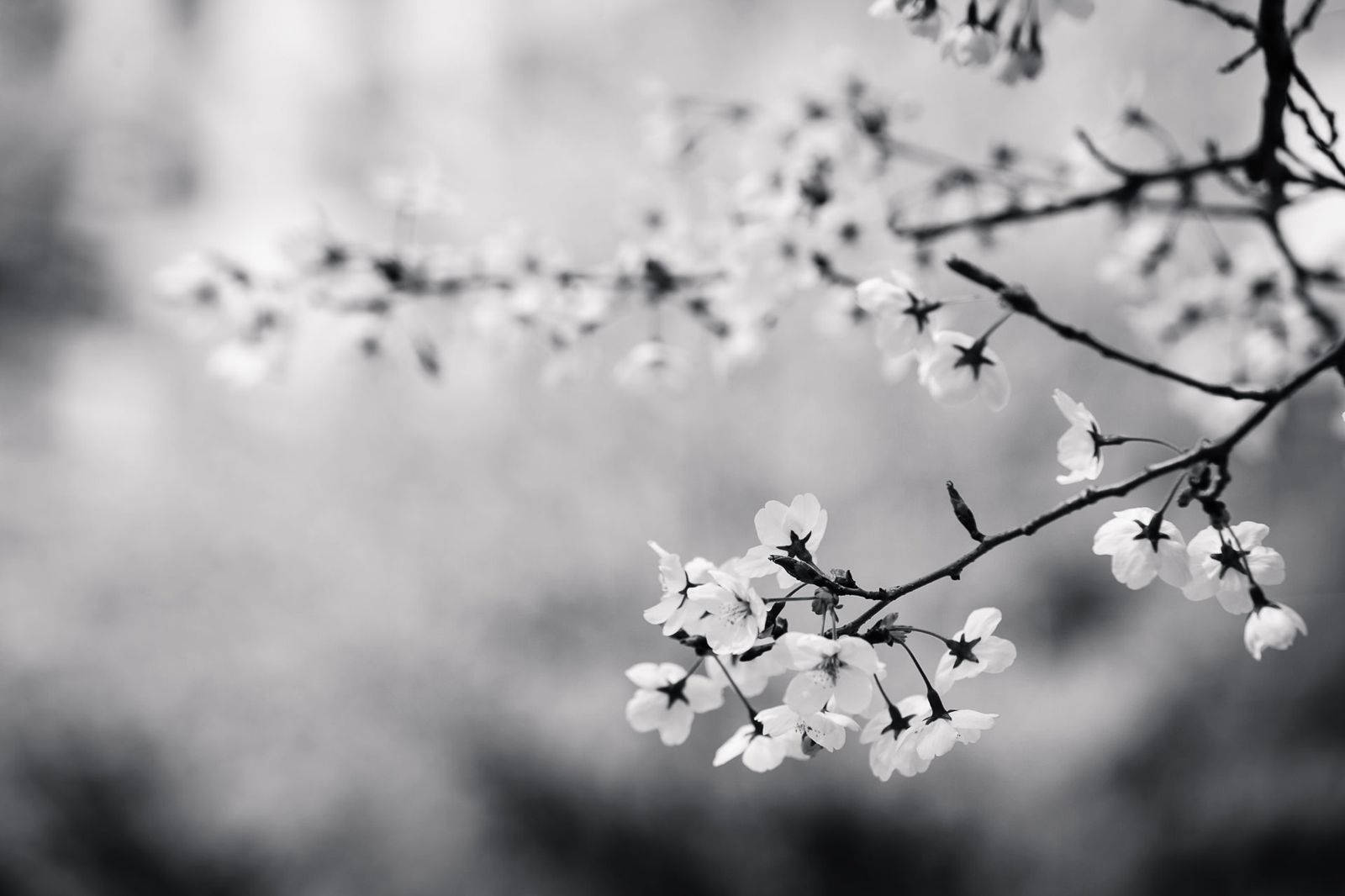 white flower cherry blossom, monochrome, delicate cherry blossoms, HD Desktop Wallpaper