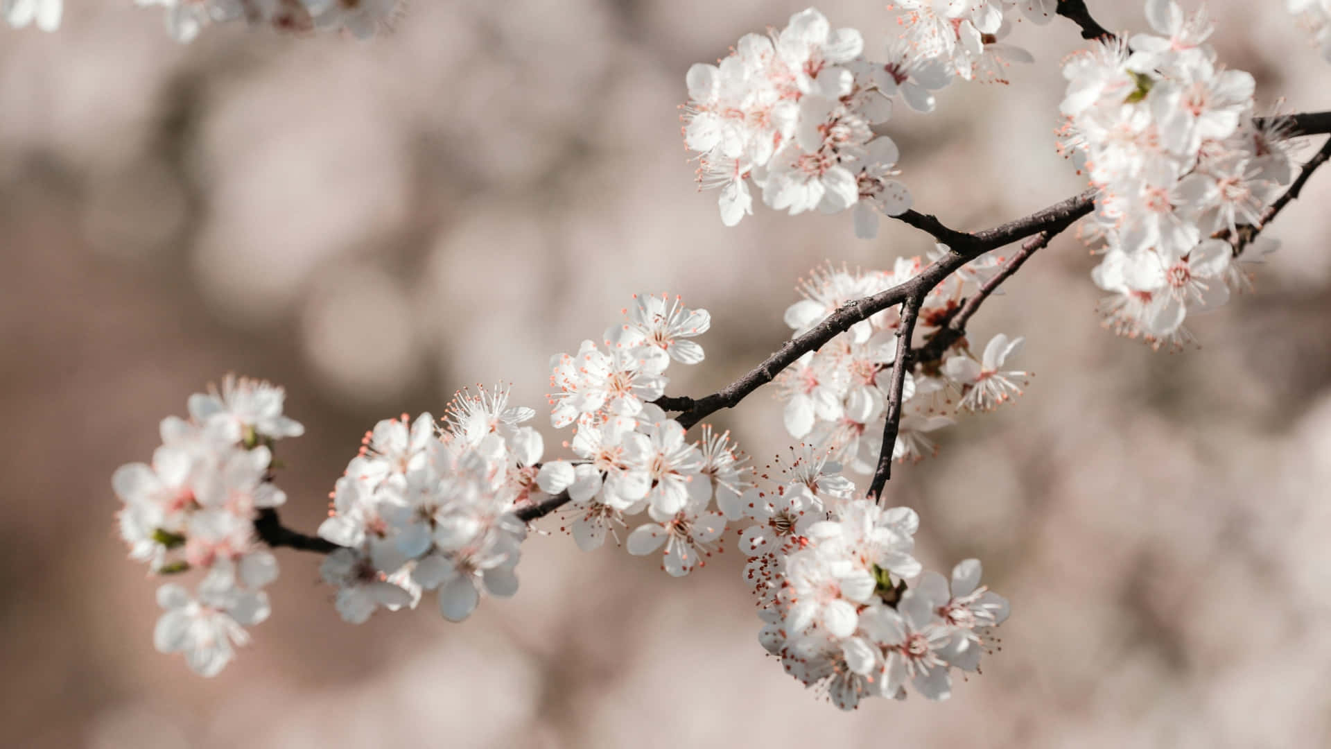 delicate white cherry blossoms, soft pink centers, dark branches, Full HD Desktop Wallpaper
