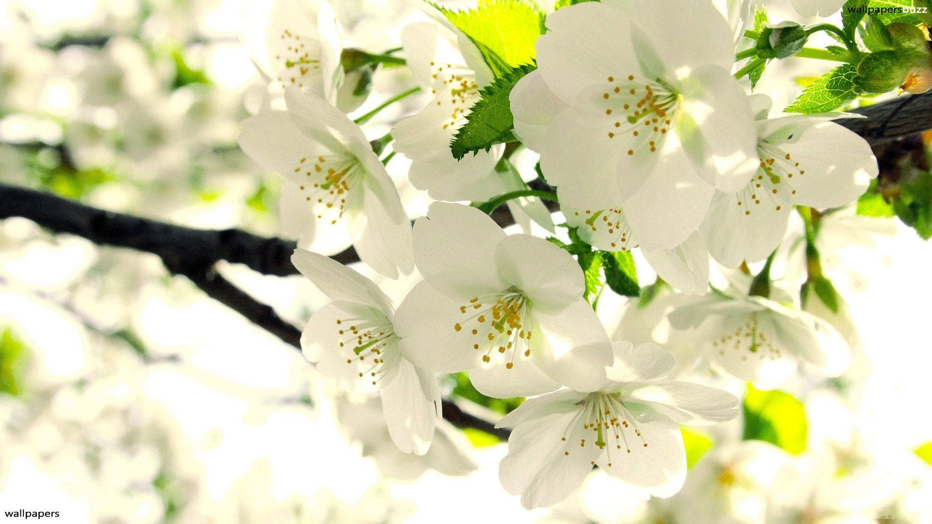 real floral cherry blossoms, soft white cherry blossoms, yellow stamens, Full HD Desktop Wallpaper