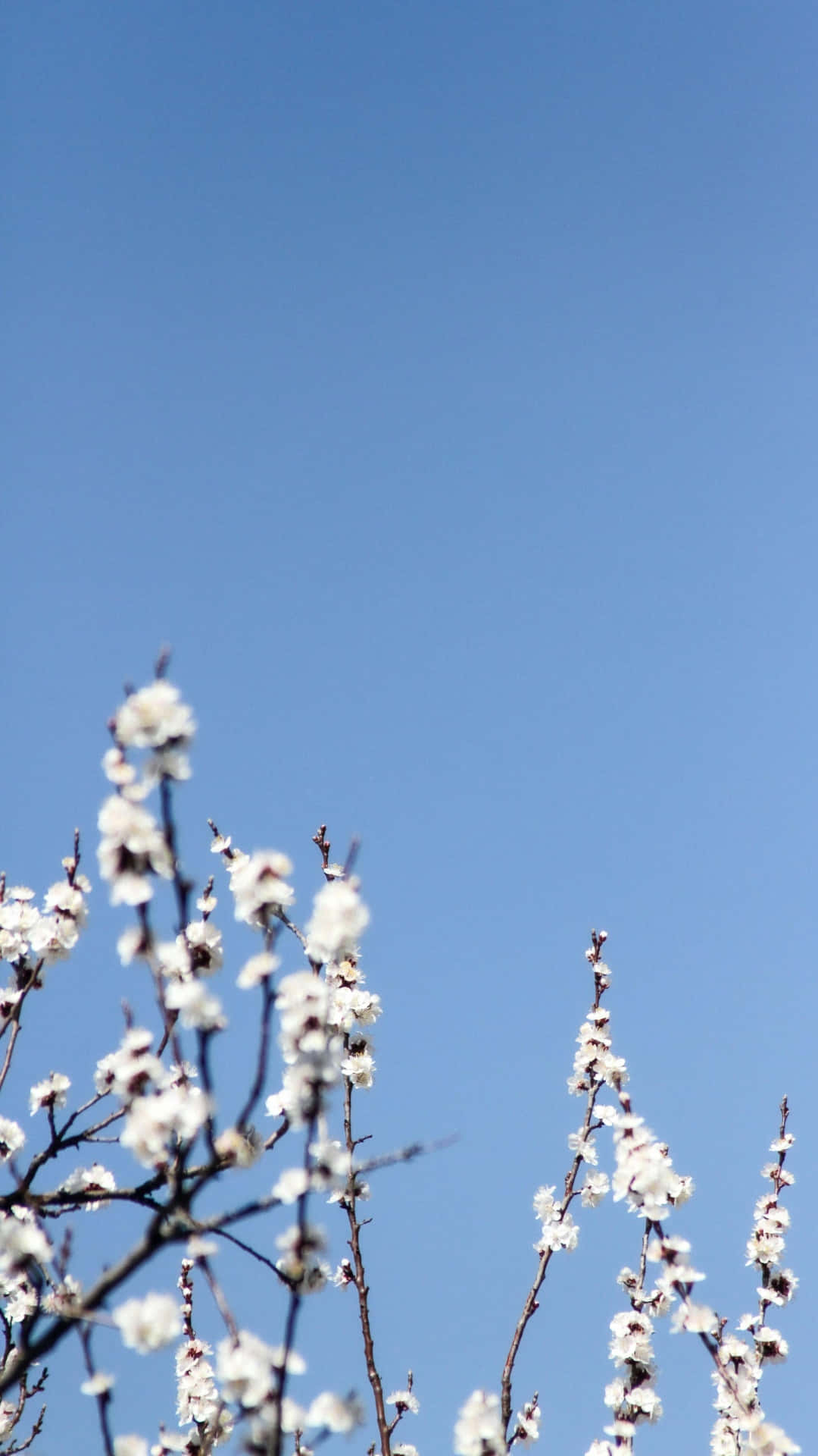 Plum Blossoms, blue sky, white blossoms, Full HD Phone Wallpaper