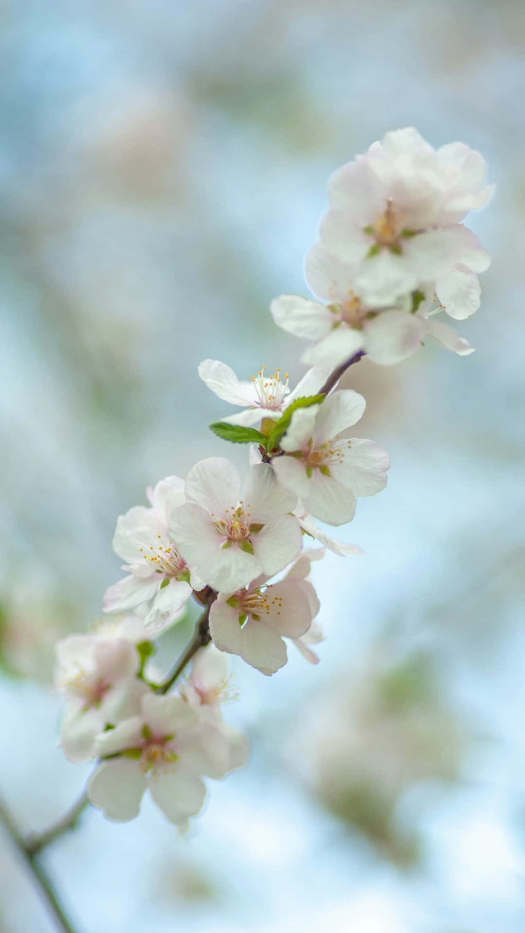 delicate plum blossoms, pale pink cherry blossoms, dreamy blue sky, Full HD Phone Wallpaper