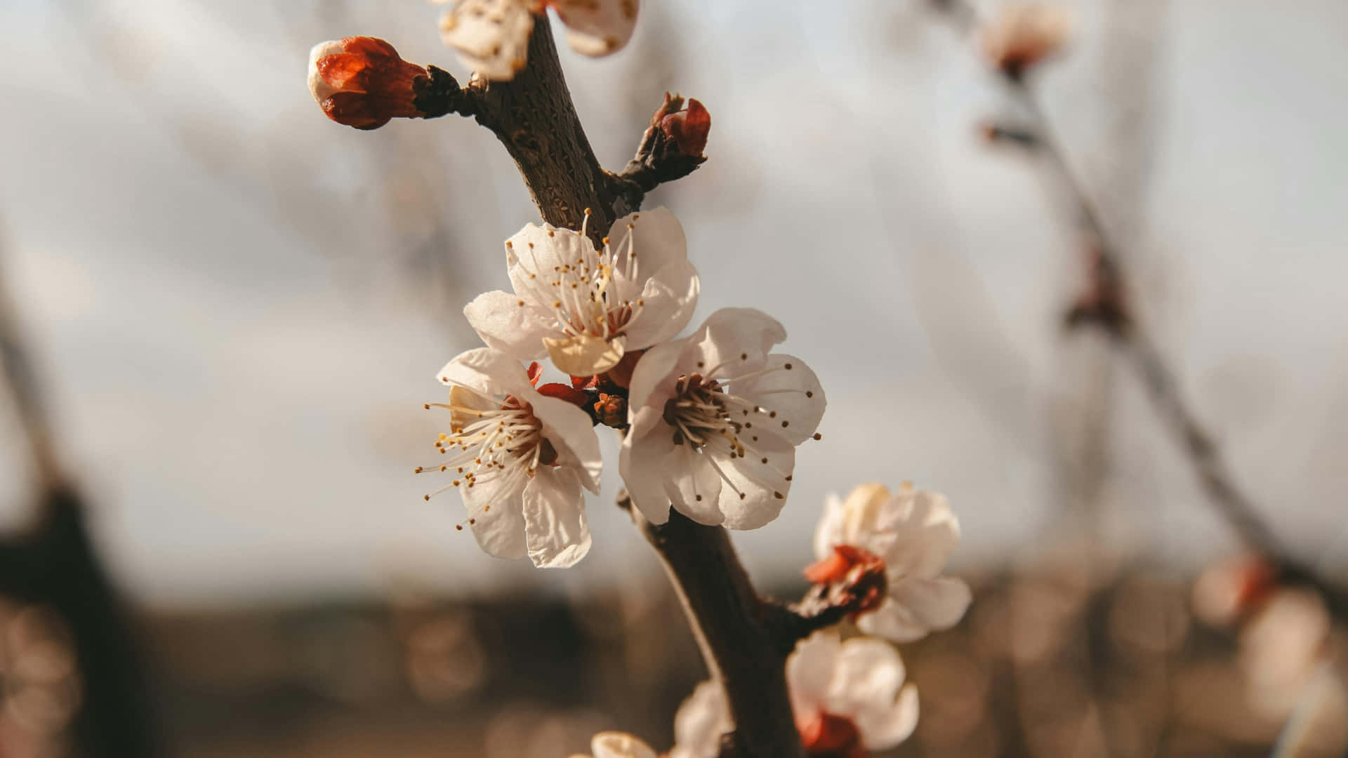 delicate plum blossoms, white cherry blossoms, orange stamens, Full HD Desktop Wallpaper