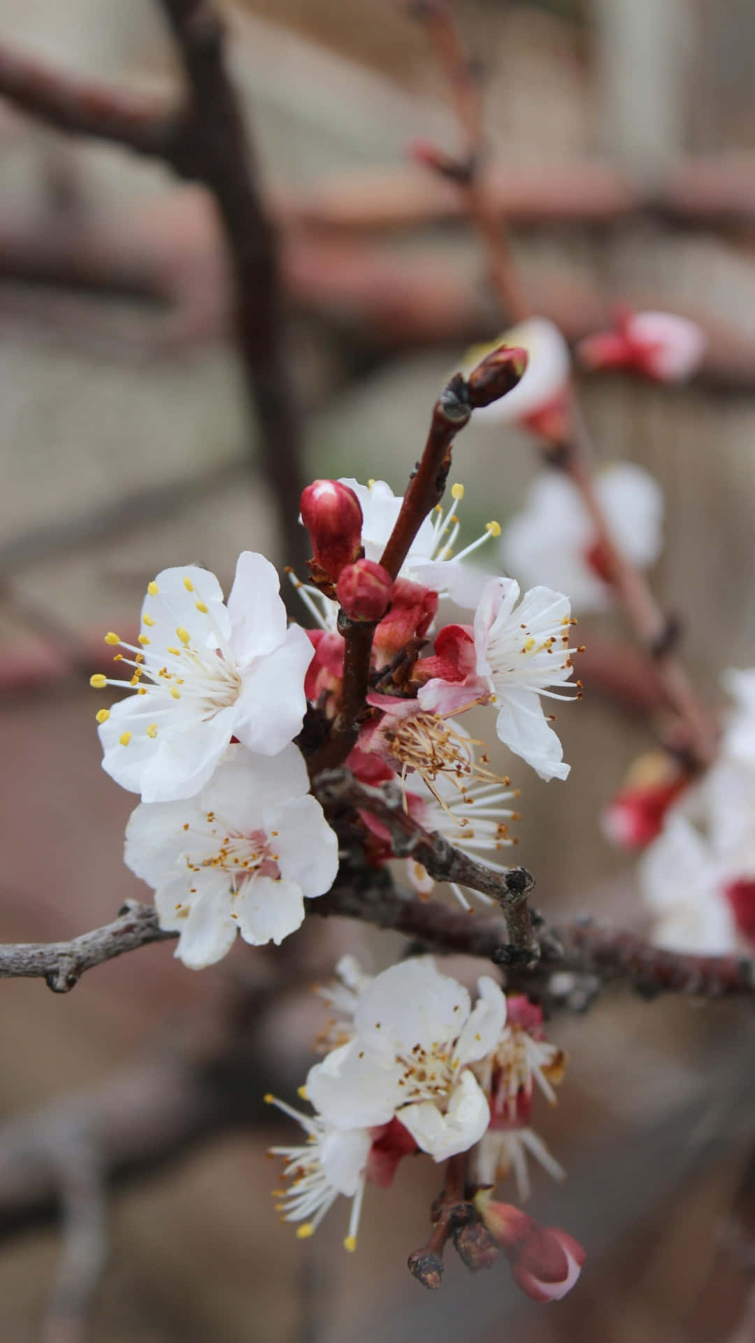 delicate white plum blossoms, yellow stamens, dark branches, Full HD Phone Wallpaper