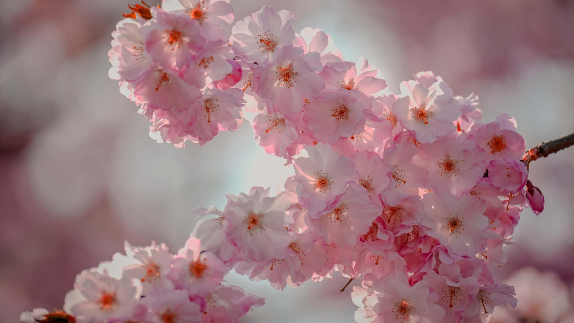 delicate pink plum blossoms, cherry blossoms, branch, Full HD Desktop Wallpaper