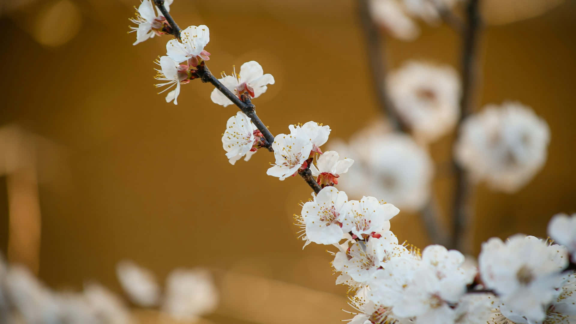 Delicate Plum Blossoms, white cherry blossoms, dark branch, Full HD Desktop Wallpaper