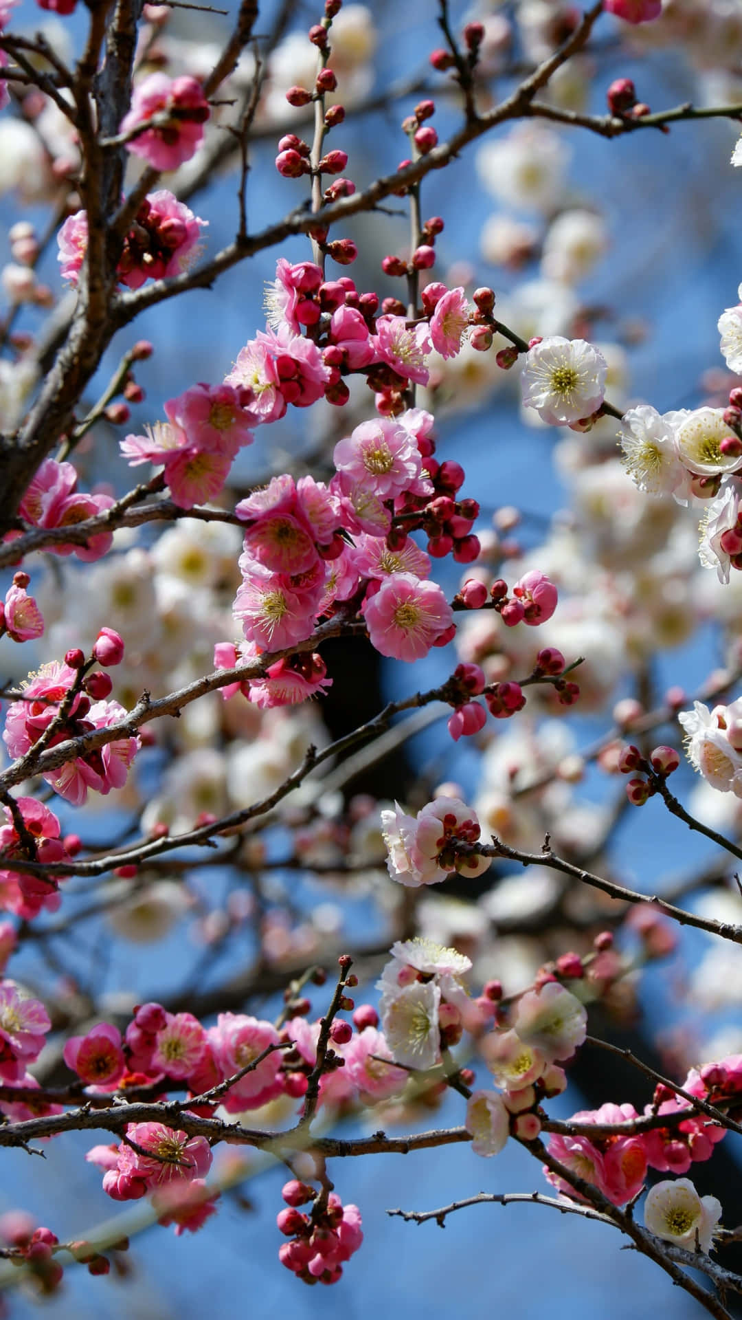 plum blossoms, spring, pink, Full HD Phone Wallpaper