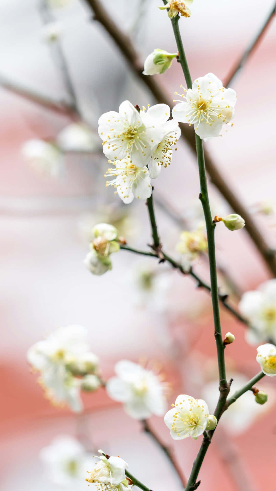 delicate white plum blossoms, yellow stamens, slender green branches, Full HD Phone Wallpaper