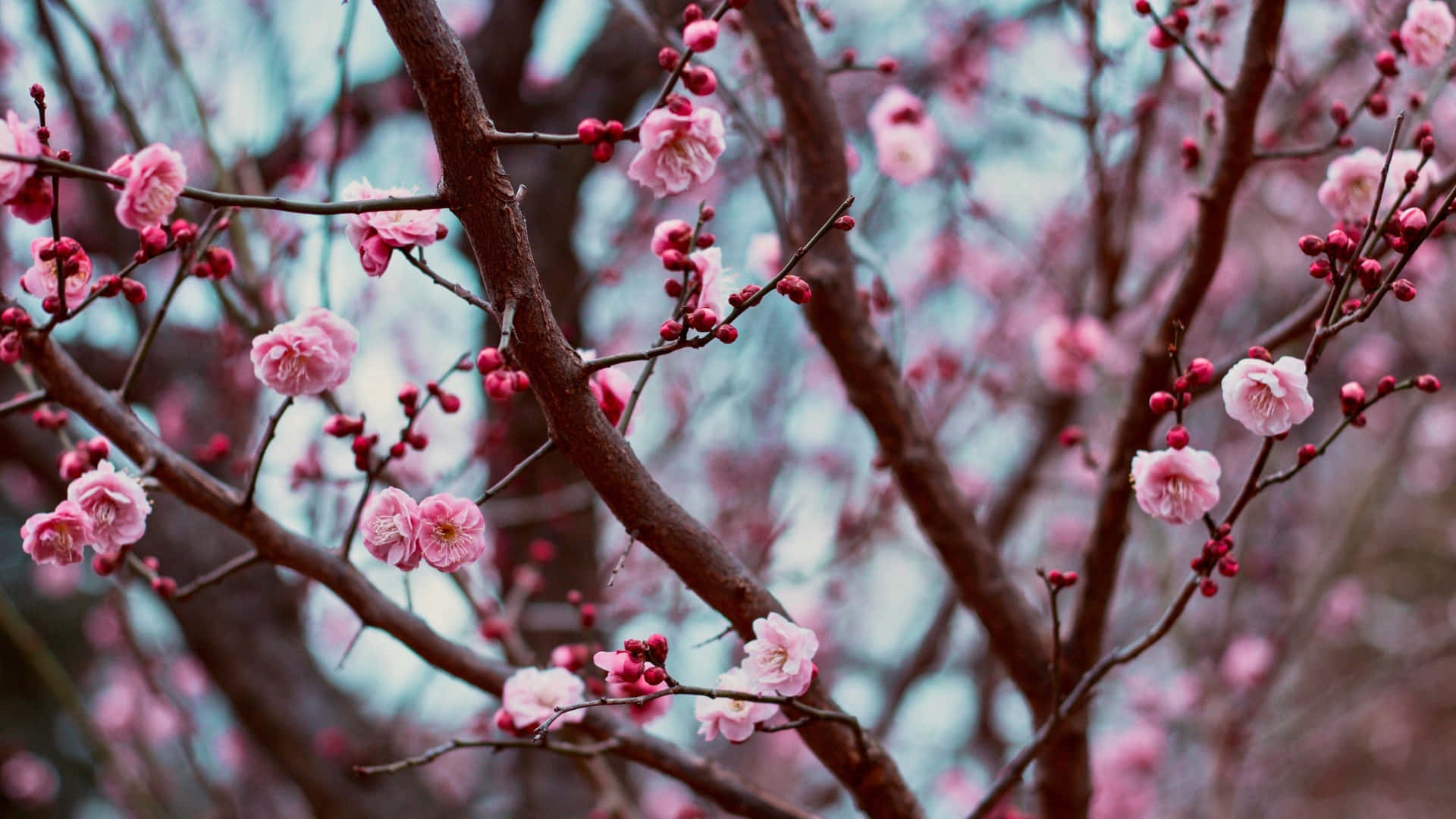 plum blossoms, early spring, dark branches, Full HD Desktop Wallpaper