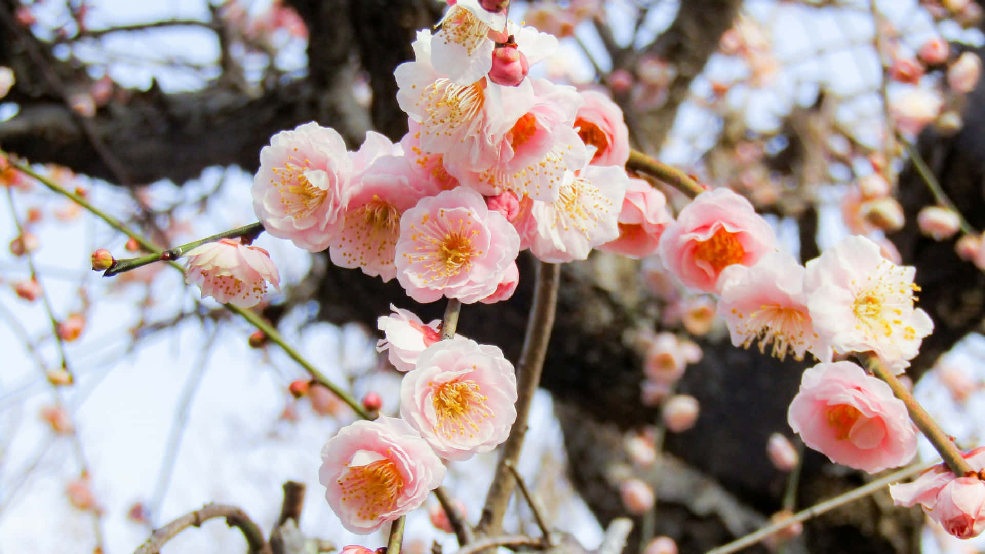 delicate pink plum blossoms, yellow stamens, dark branches, Full HD Desktop Wallpaper