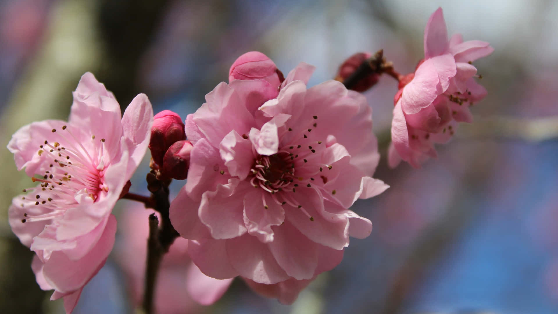 Delicate Pink Plum Blossoms, soft pink cherry blossoms, branch, Full HD Desktop Wallpaper