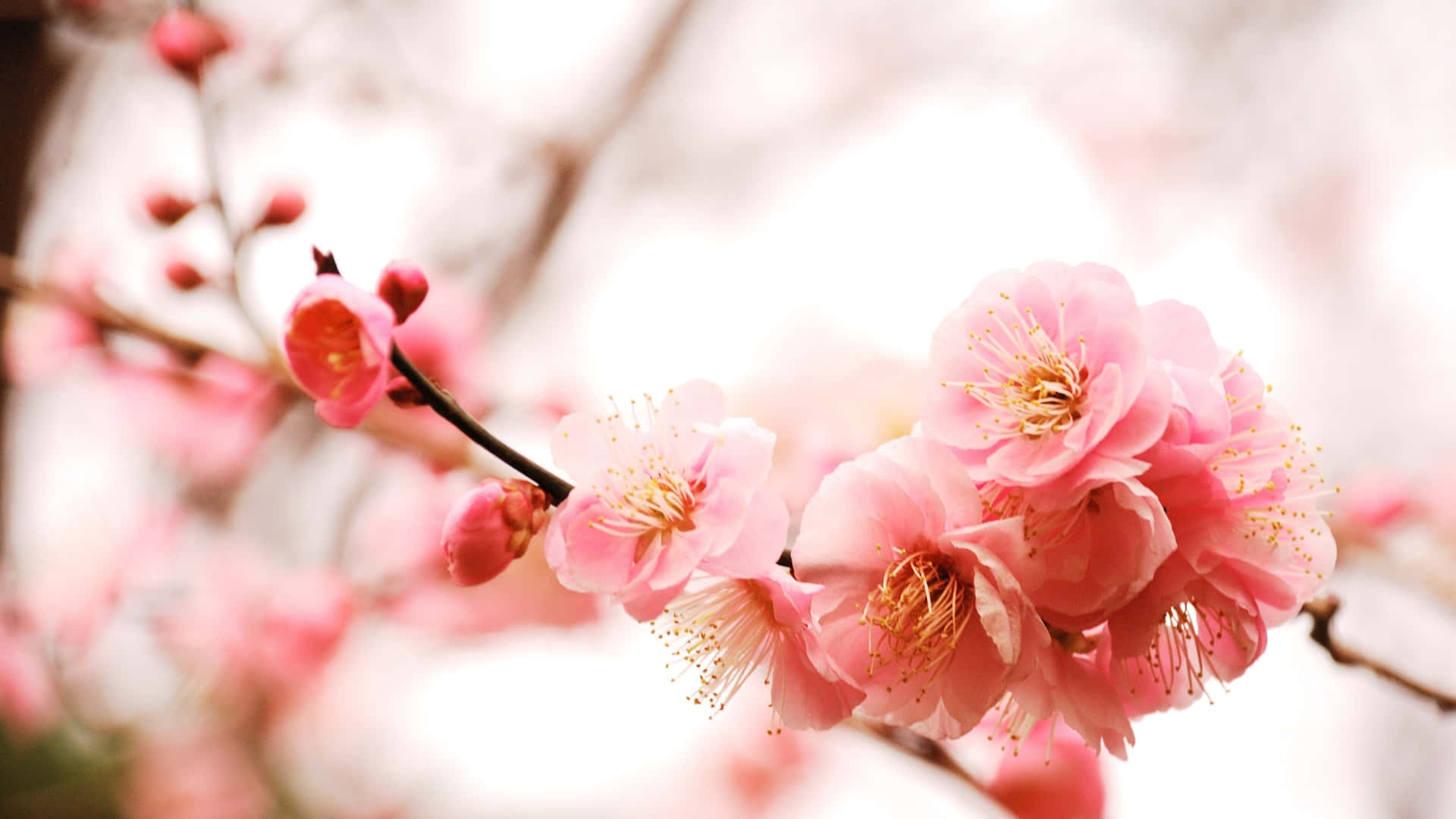 delicate pink plum blossoms, soft pink cherry blossoms, slender branches, Full HD Desktop Wallpaper