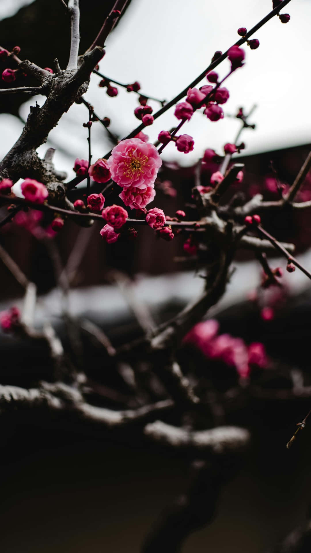 Delicate Pink Plum Blossoms, vibrant pink plum blossom, dark gnarled branches, Full HD Phone Wallpaper