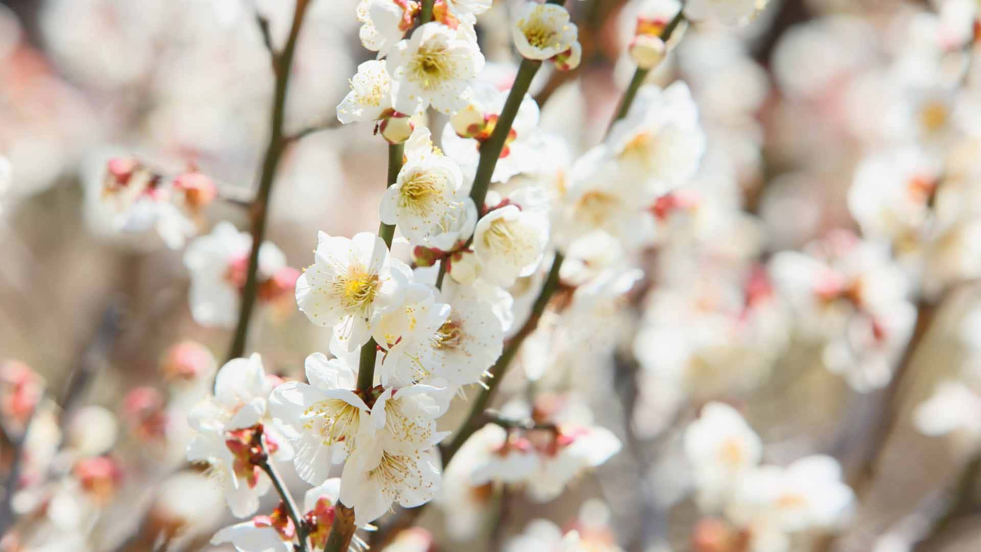 white plum blossoms, slender branches, soft blurred background, Full HD Desktop Wallpaper
