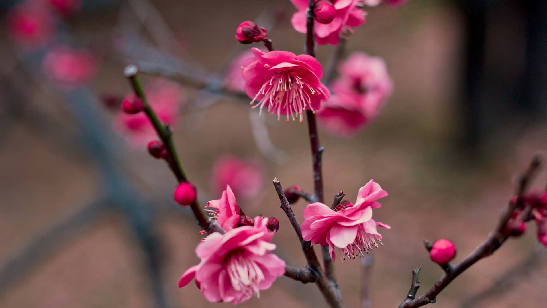 vibrant pink plum blossoms, dark branches, soft blurred earthy background, Full HD Desktop Wallpaper