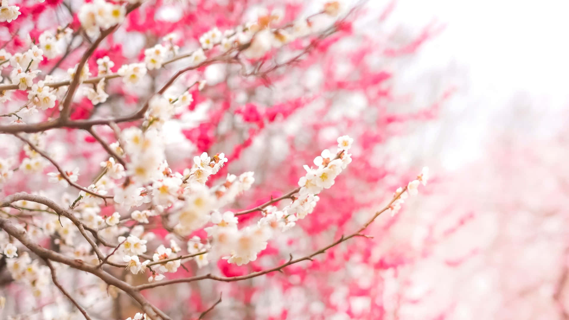 plum blossoms, spring, white blossoms, Full HD Desktop Wallpaper
