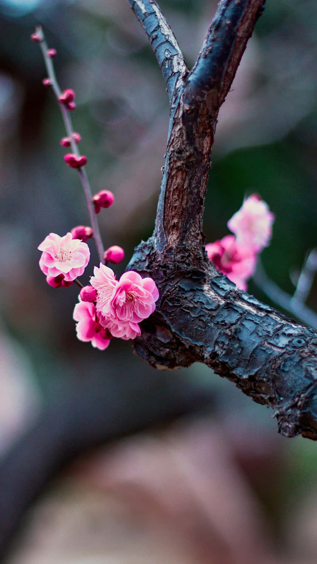 delicate pink plum blossoms, dark textured tree branch, soft blurred background, Full HD Phone Wallpaper