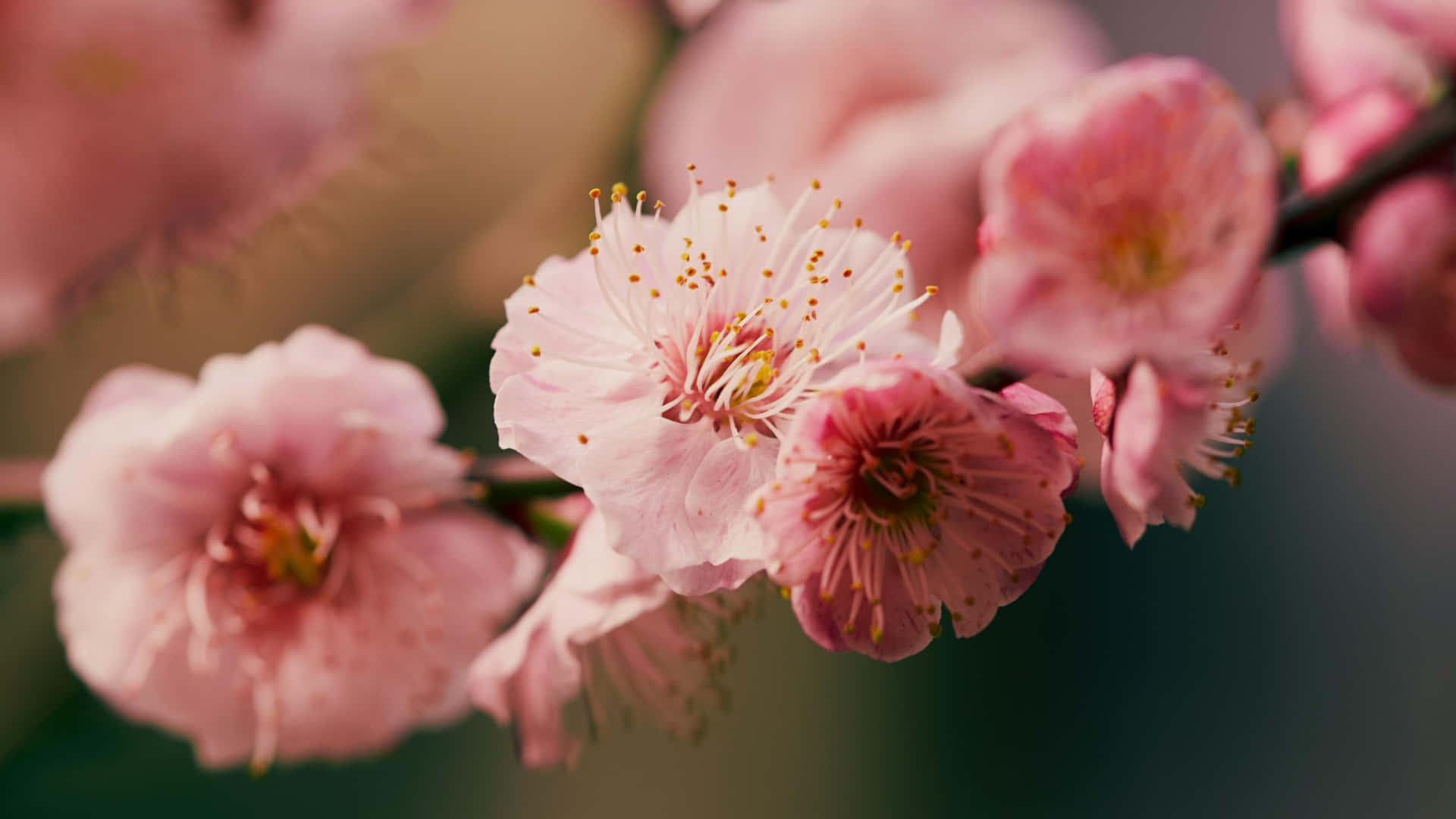 delicate pink plum blossoms, soft pink cherry blossoms, golden stamens, Full HD Desktop Wallpaper
