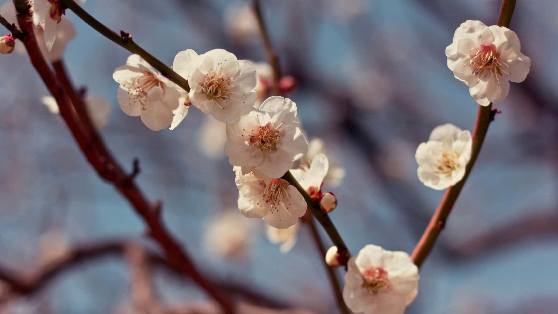 delicate plum blossoms, white cherry blossoms, pink centers, Full HD Desktop Wallpaper